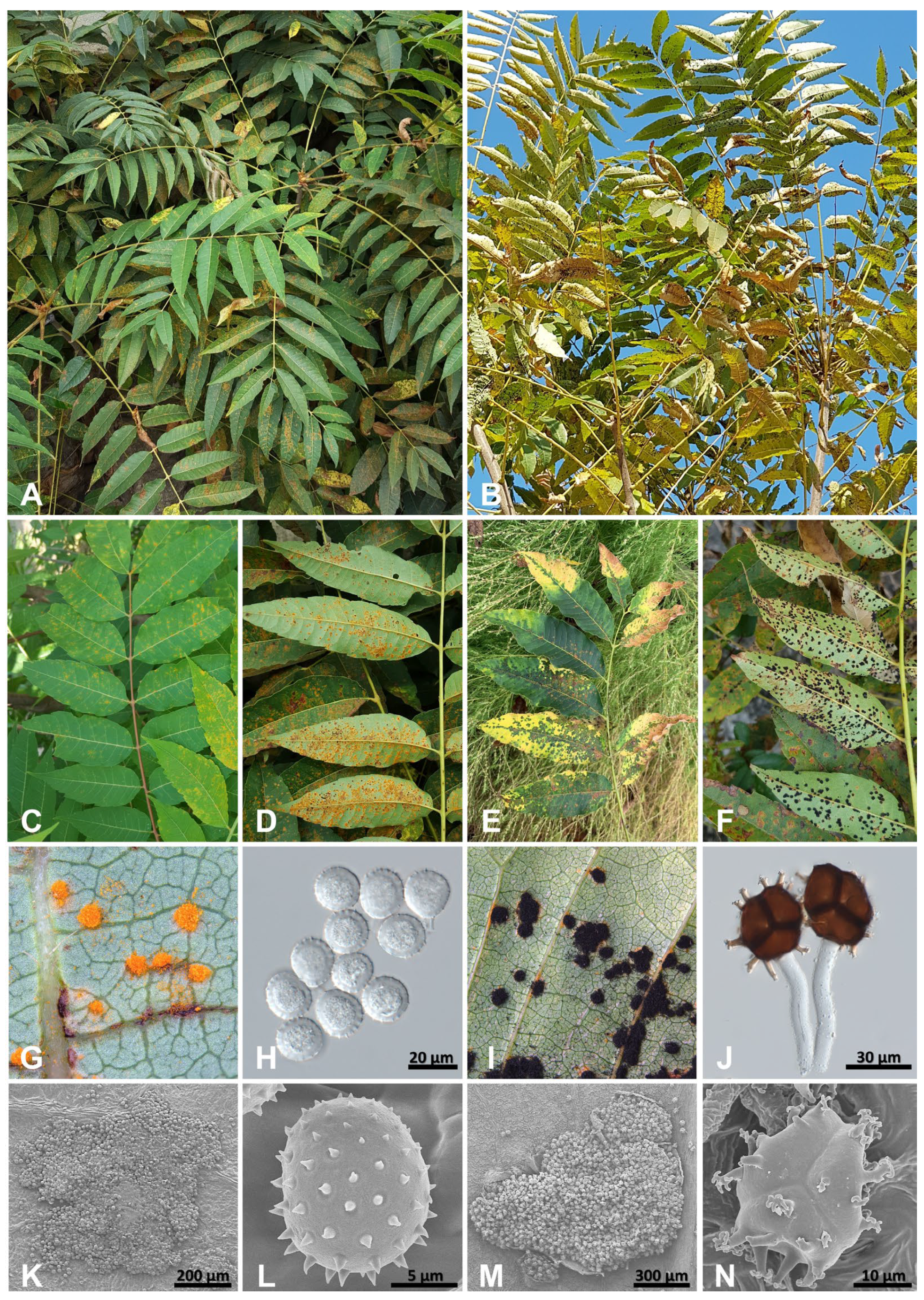 Jof 10 00239 g004 Jof 10 00239 g004