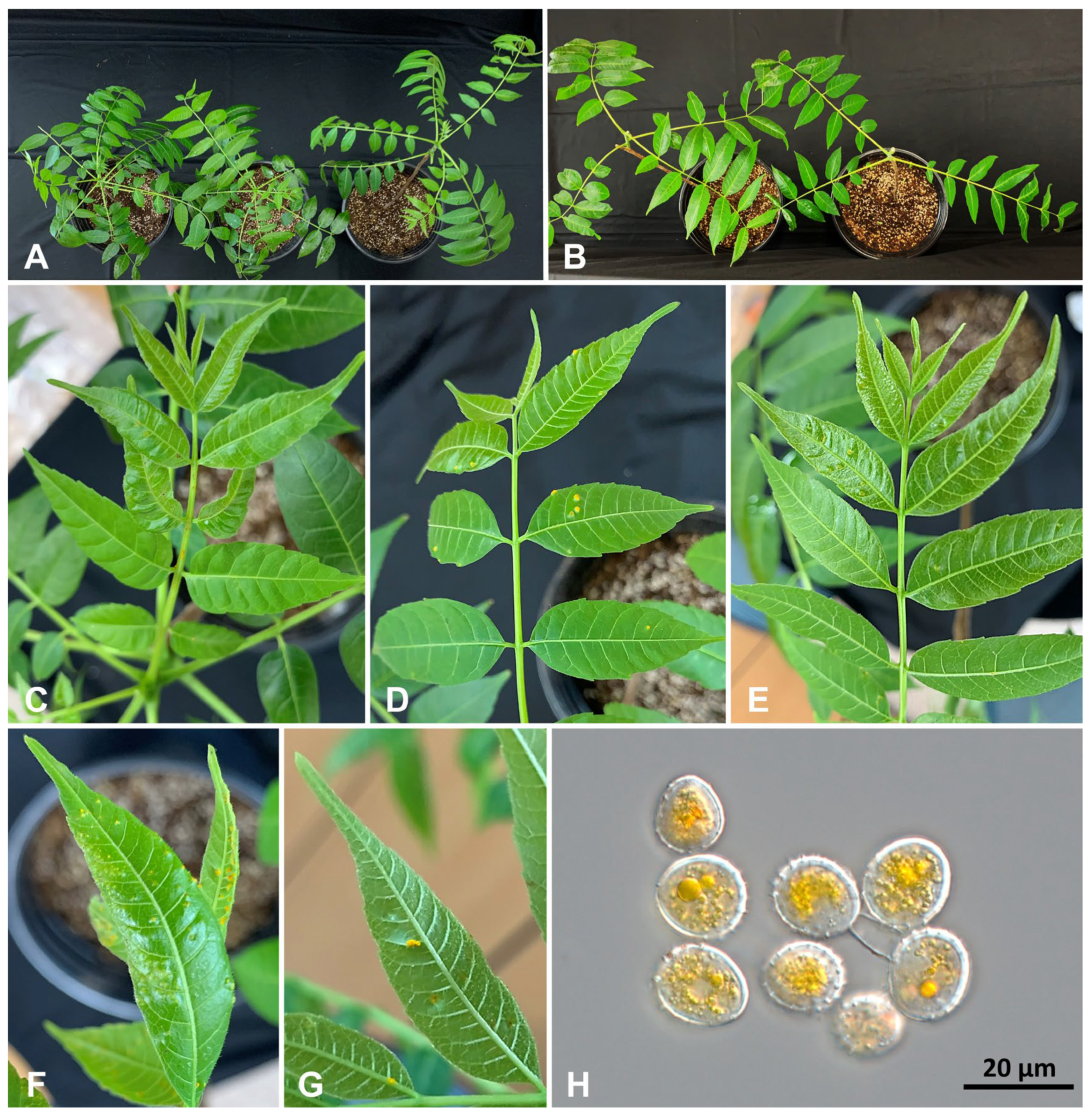 Jof 10 00239 g005 Jof 10 00239 g005