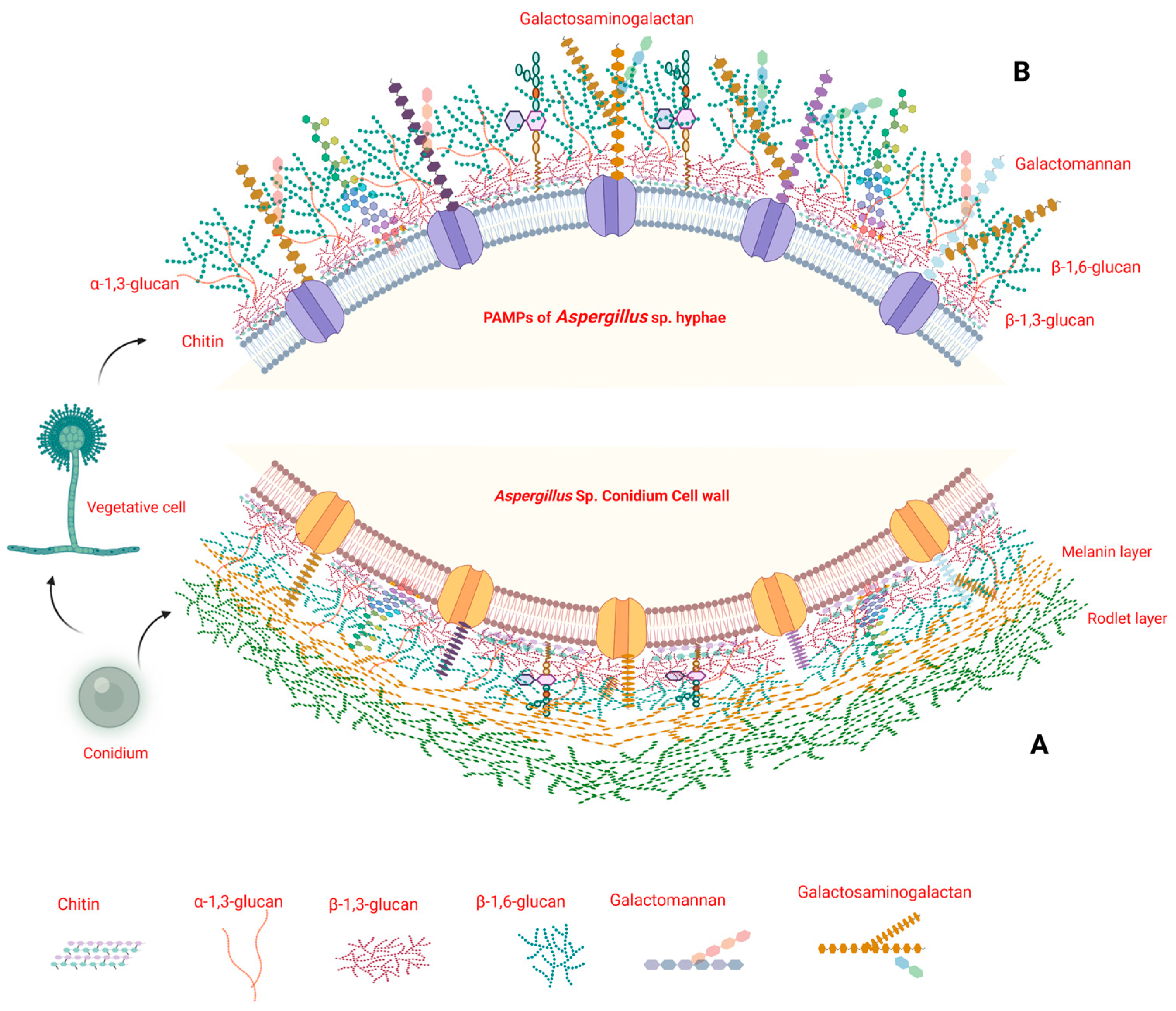 Jof 10 00251 g001 Jof 10 00251 g001