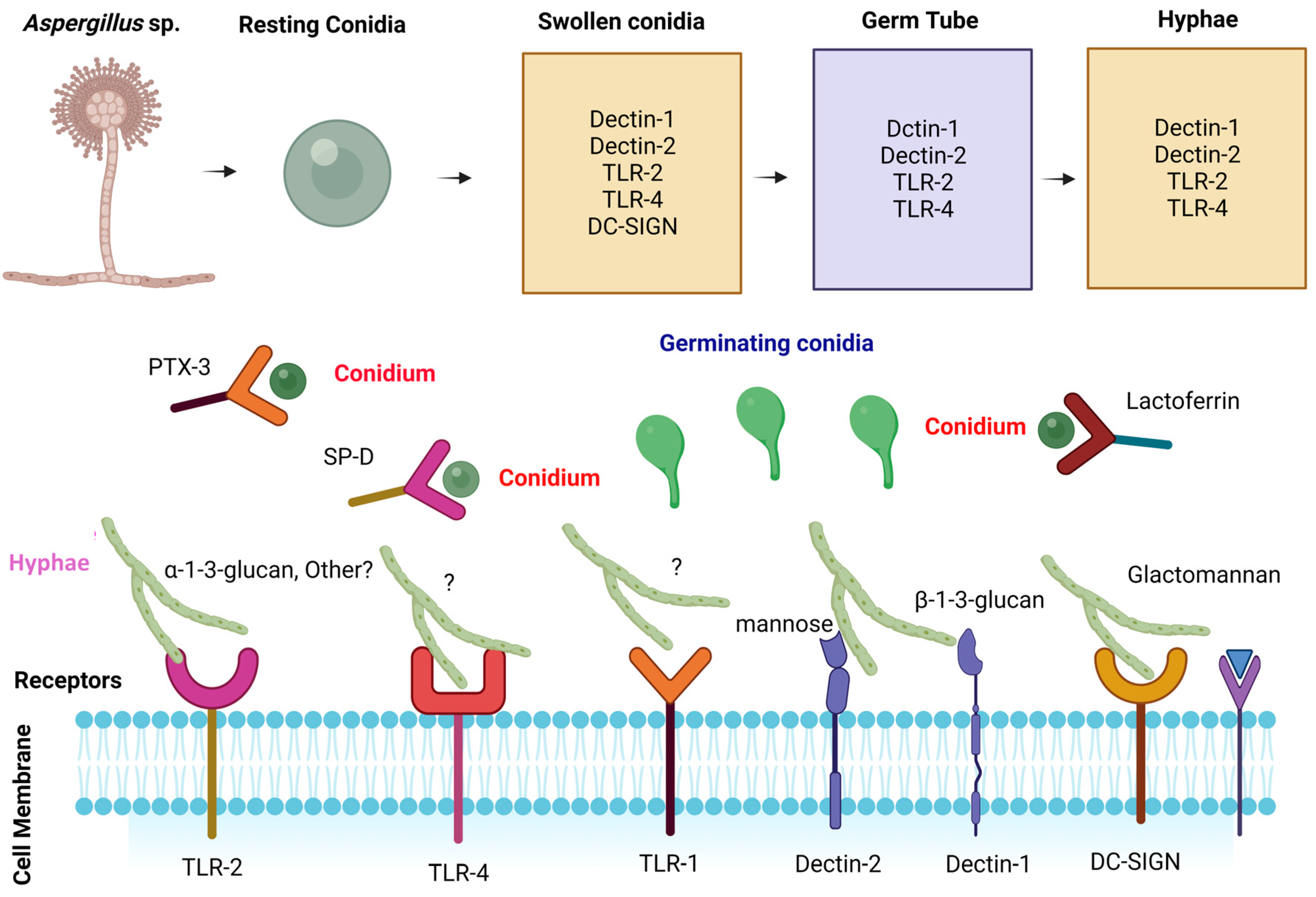 Jof 10 00251 g002 Jof 10 00251 g002