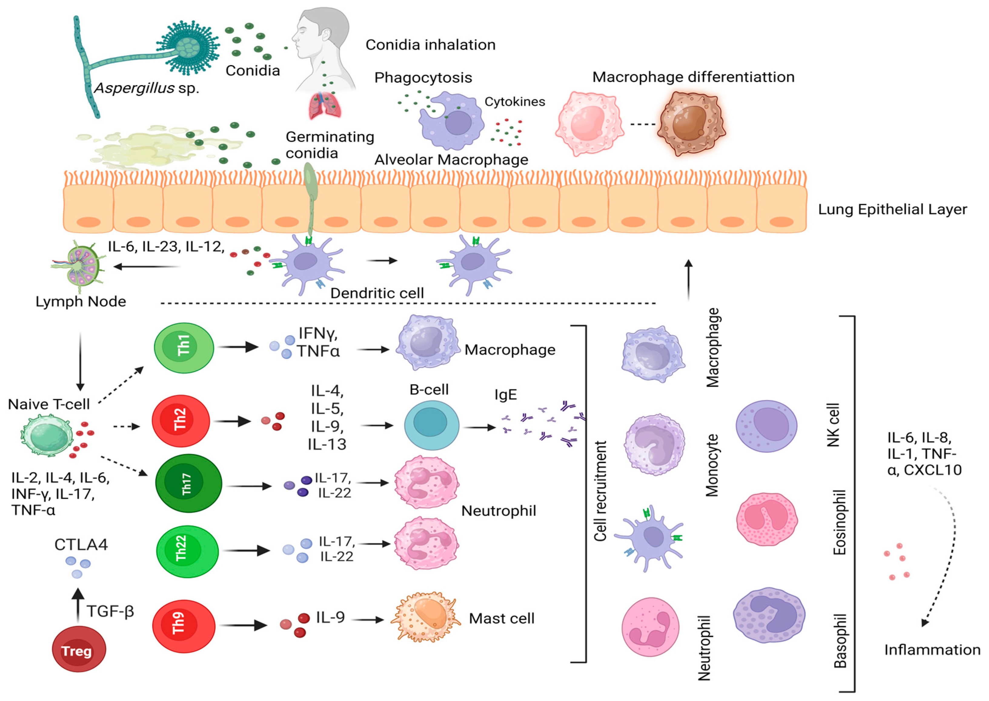 Jof 10 00251 g003 Jof 10 00251 g003