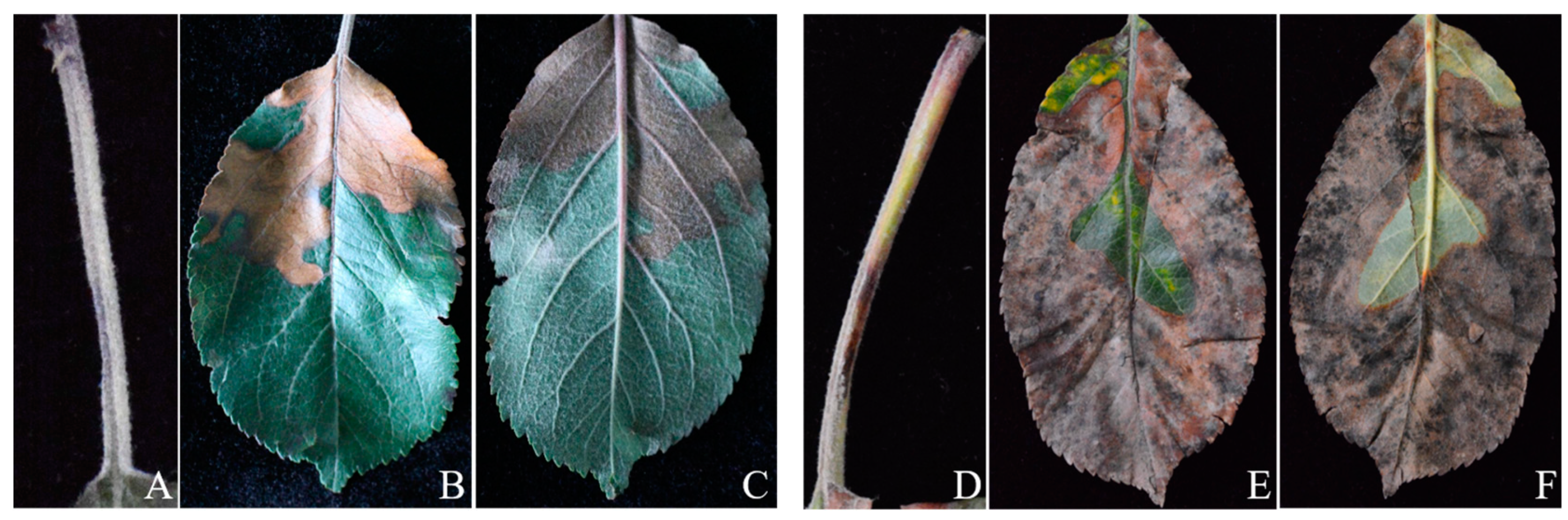 Jof 10 00255 g001 Jof 10 00255 g001