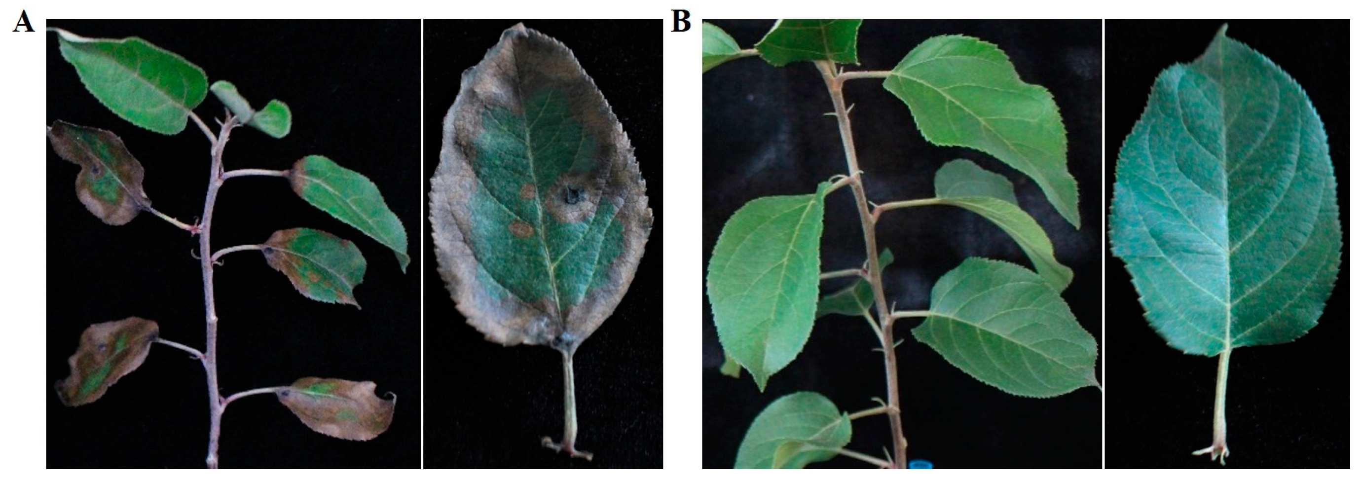 Jof 10 00255 g002 Jof 10 00255 g002