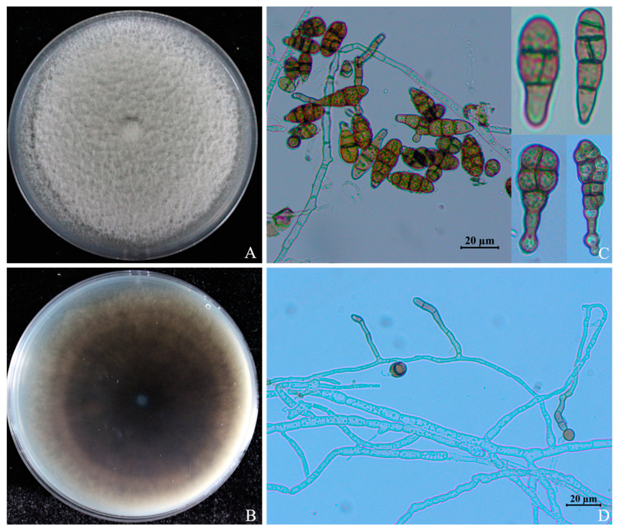 Jof 10 00255 g003 Jof 10 00255 g003
