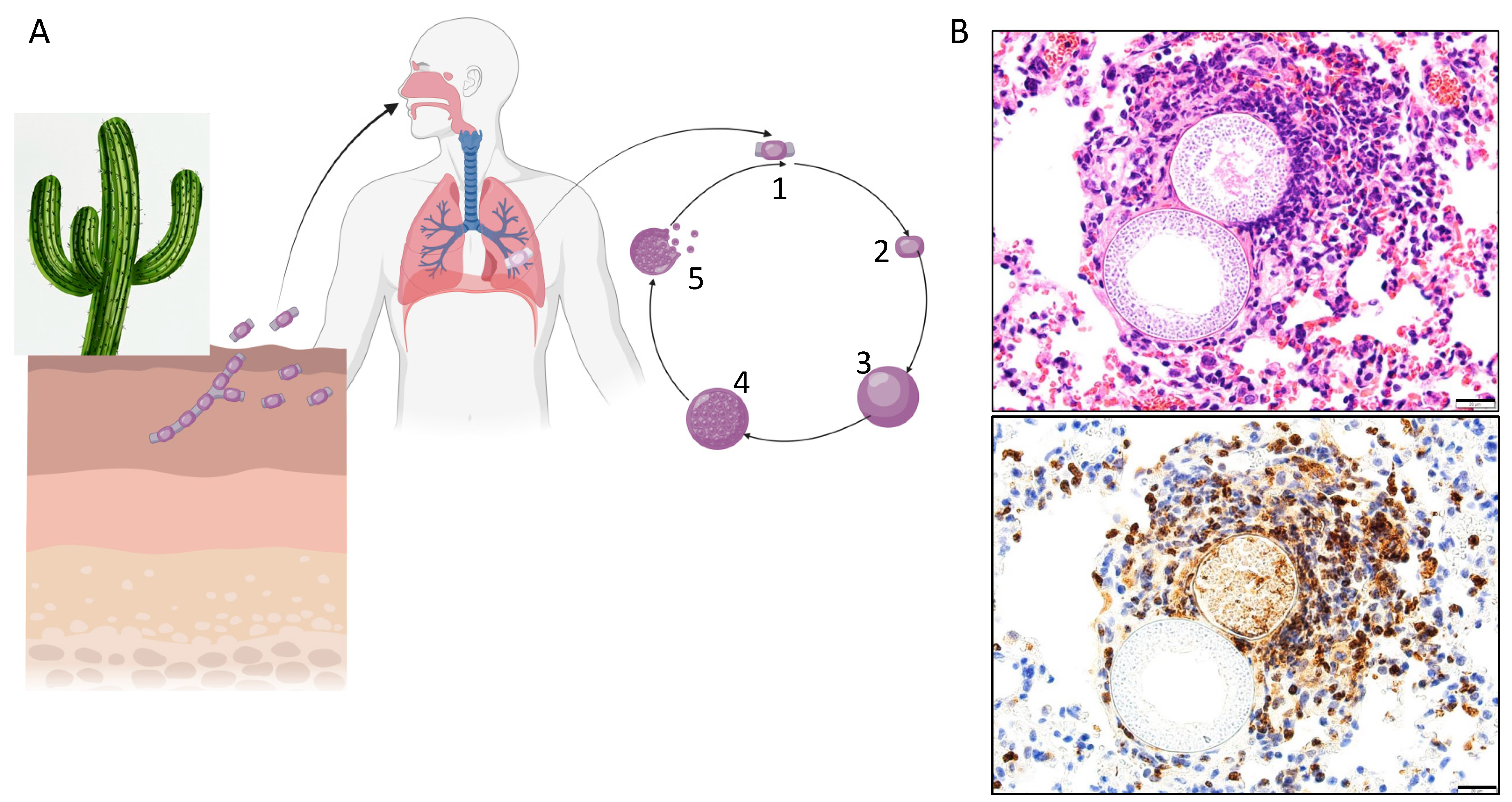 Jof 10 00256 g001 Jof 10 00256 g001