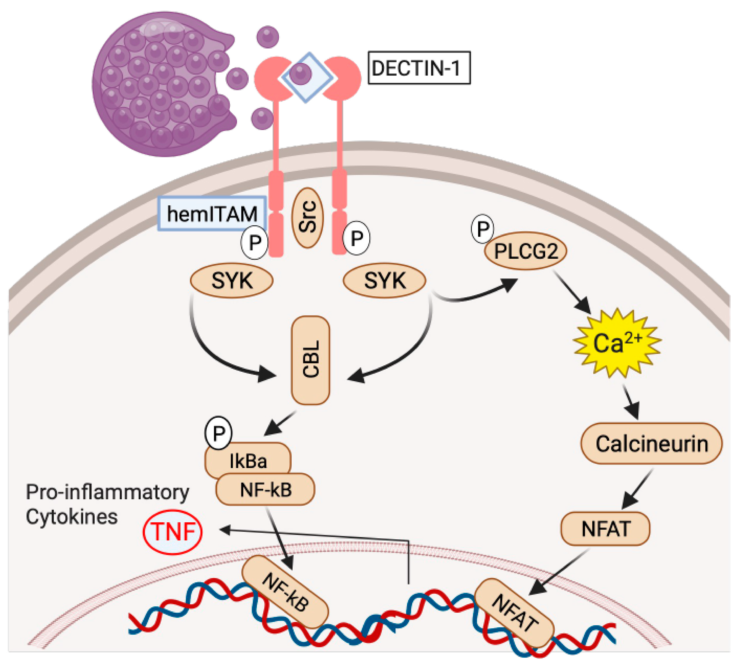 Jof 10 00256 g006 Jof 10 00256 g006