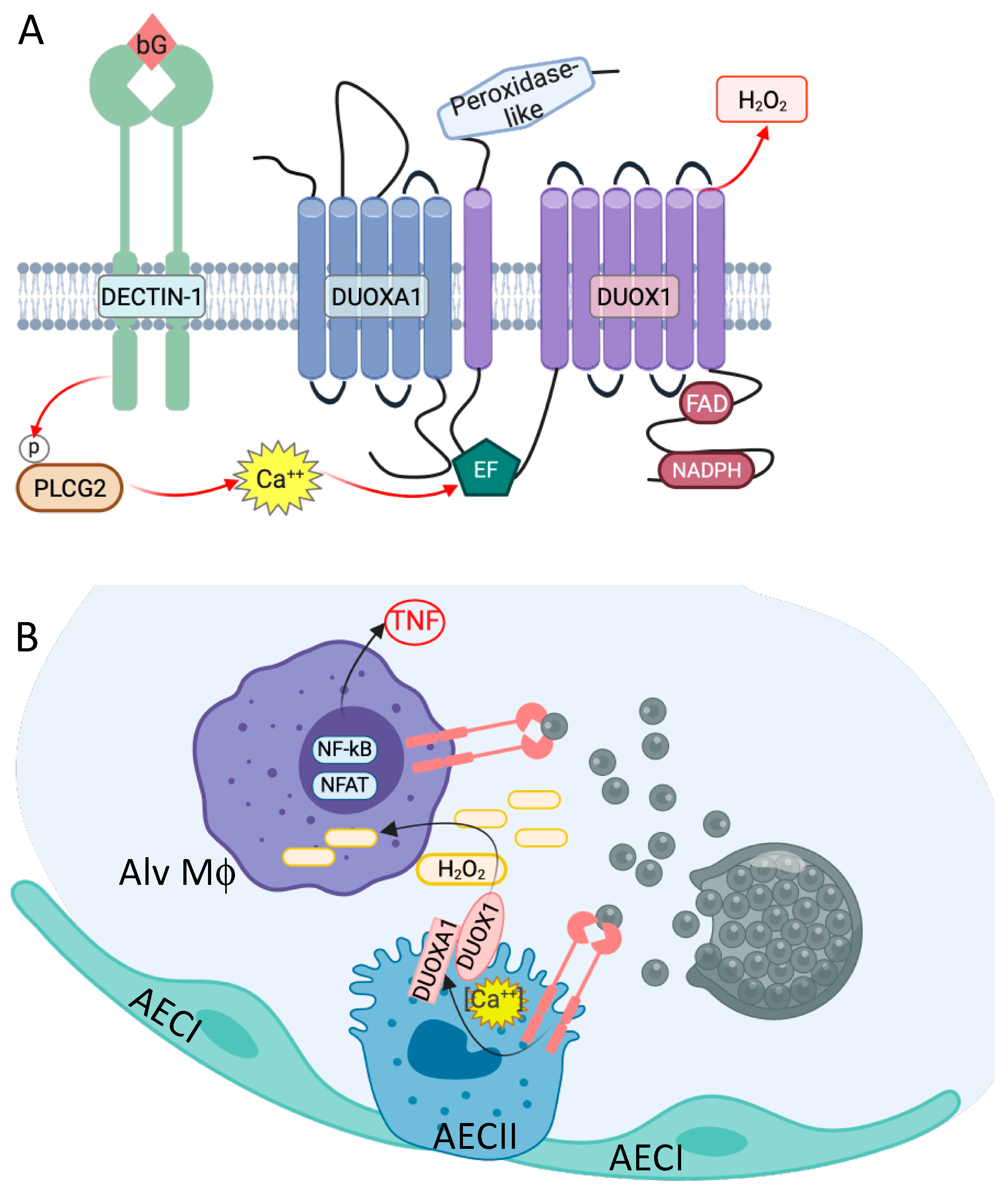 Jof 10 00256 g007 Jof 10 00256 g007