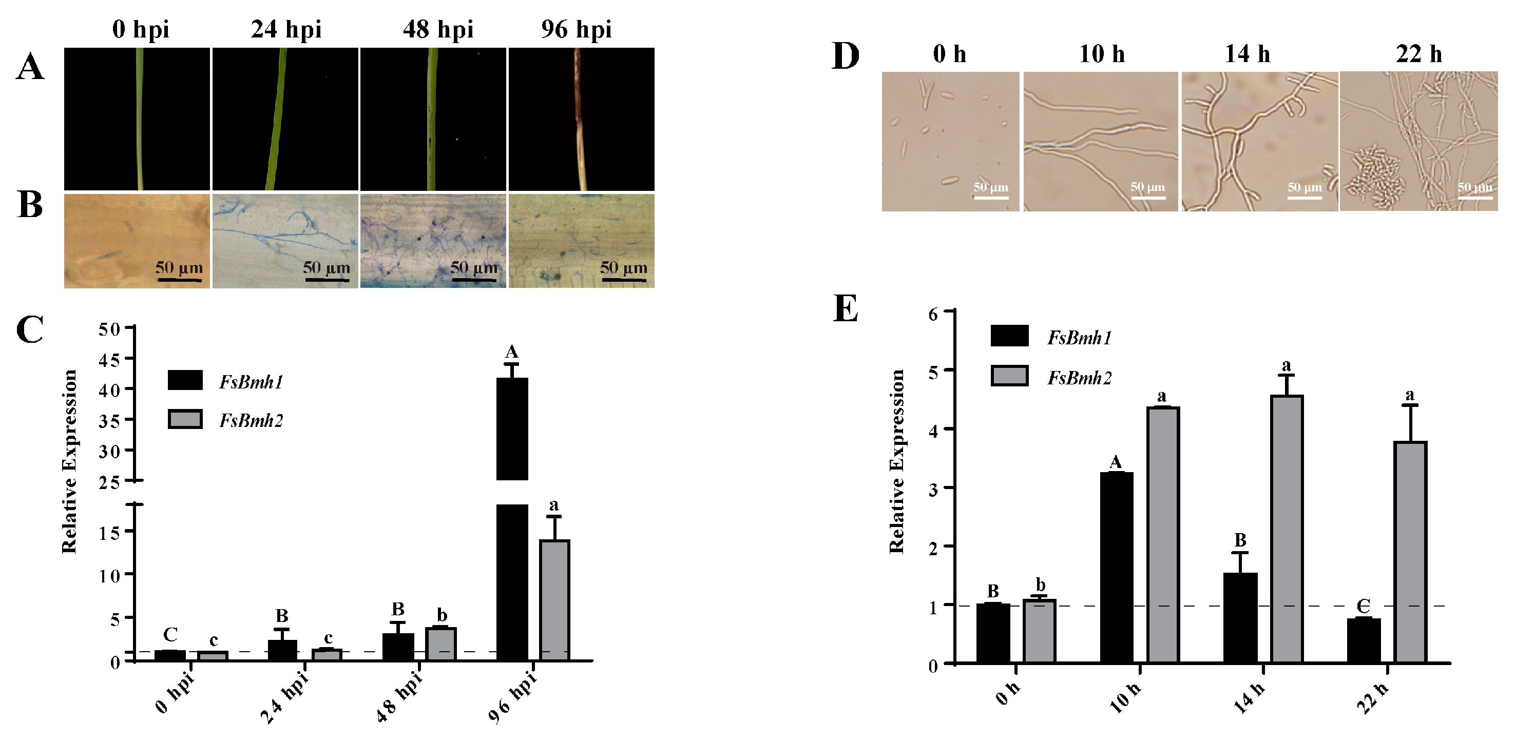 Jof 10 00257 g001 Jof 10 00257 g001
