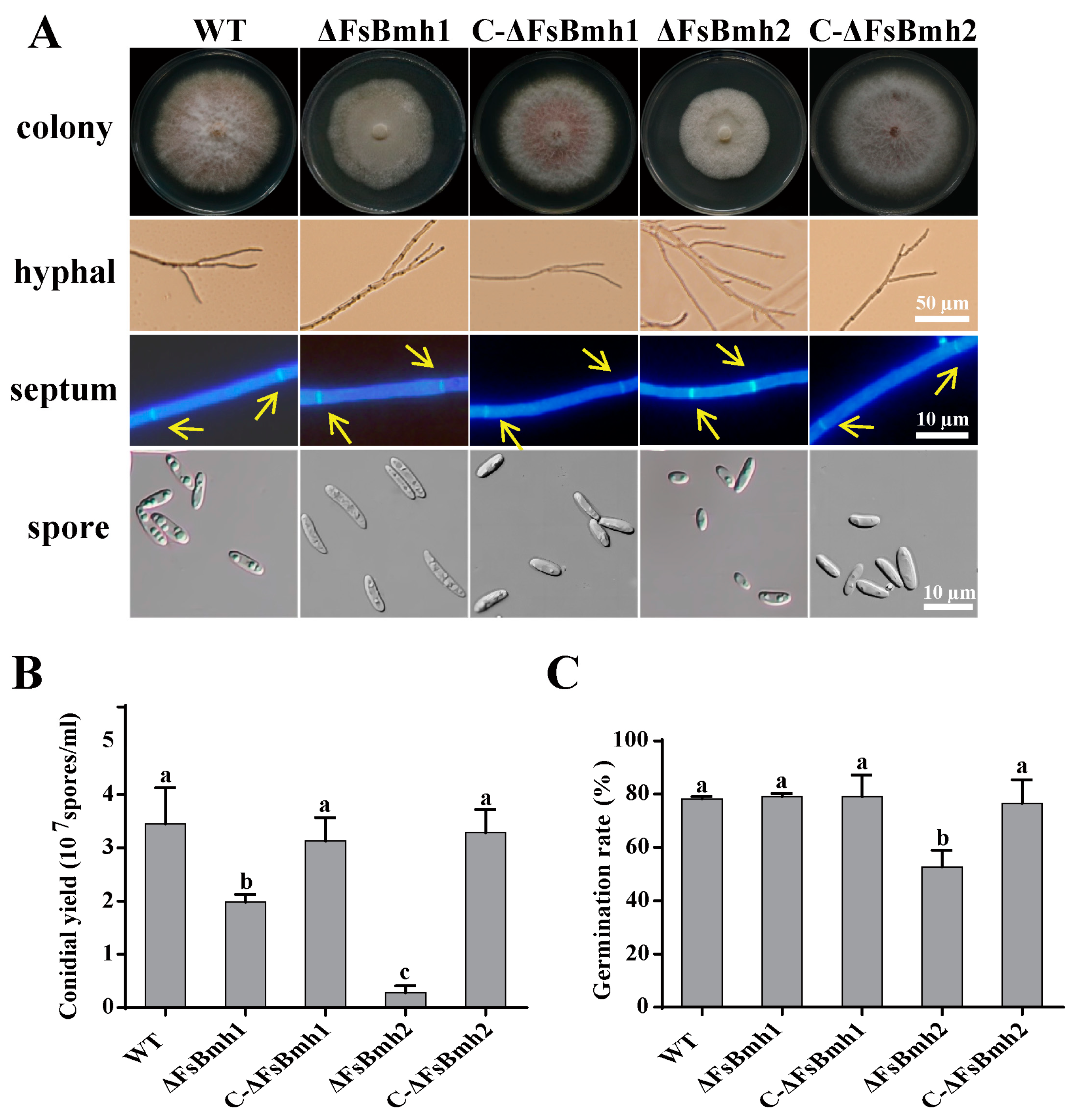 Jof 10 00257 g003 Jof 10 00257 g003