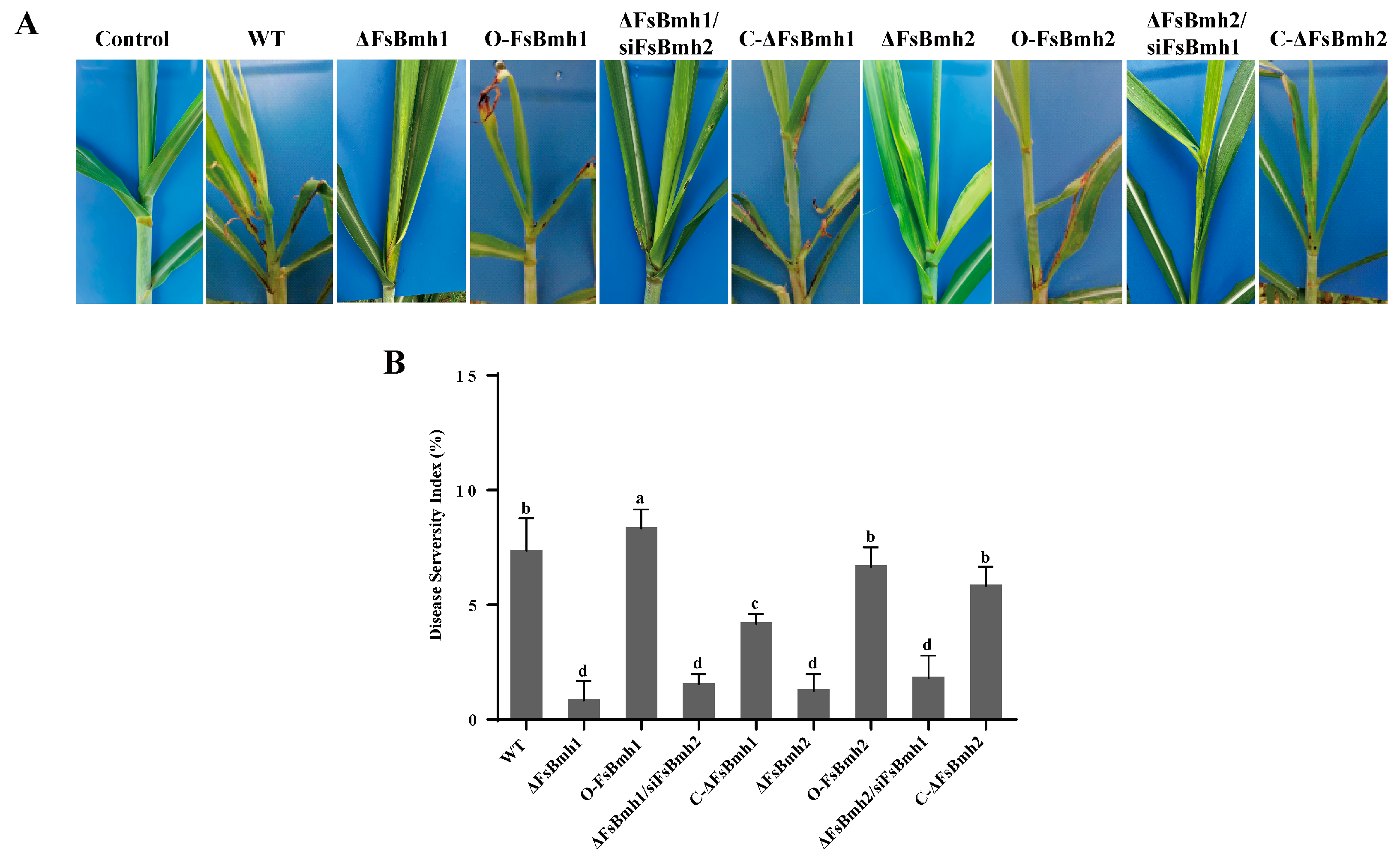 Jof 10 00257 g006 Jof 10 00257 g006