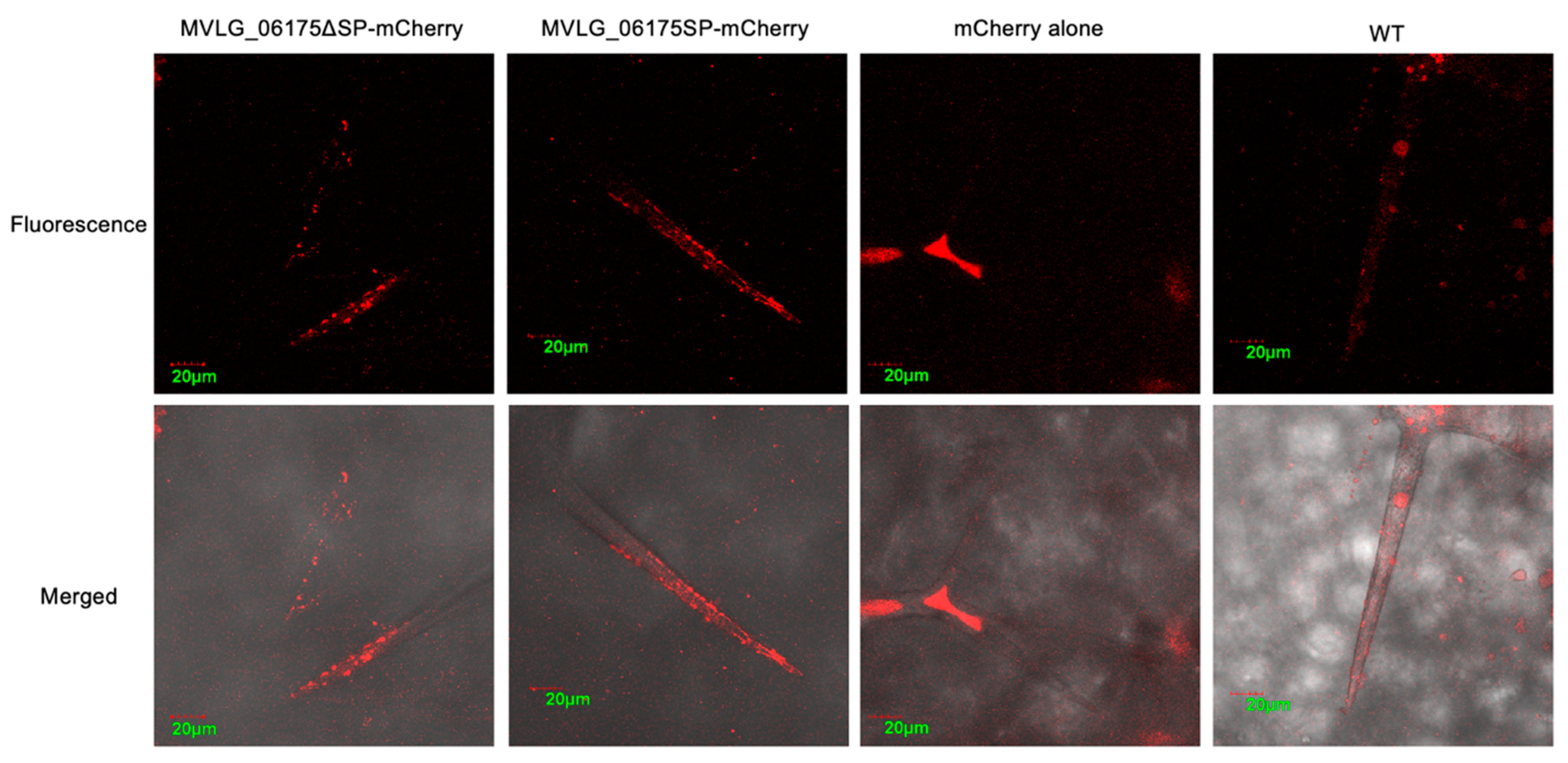 Jof 10 00262 g004 Jof 10 00262 g004