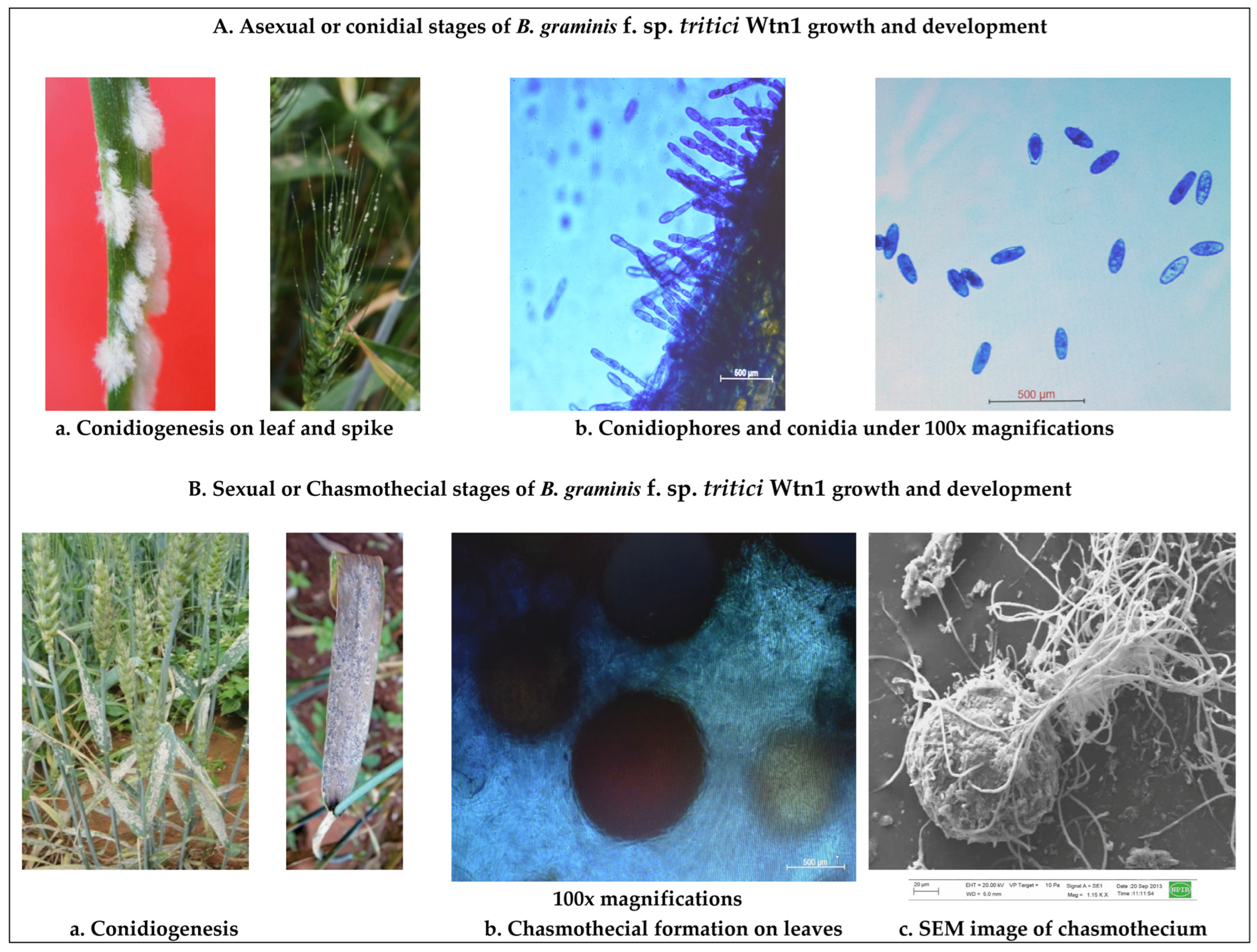 Jof 10 00267 g002 Jof 10 00267 g002