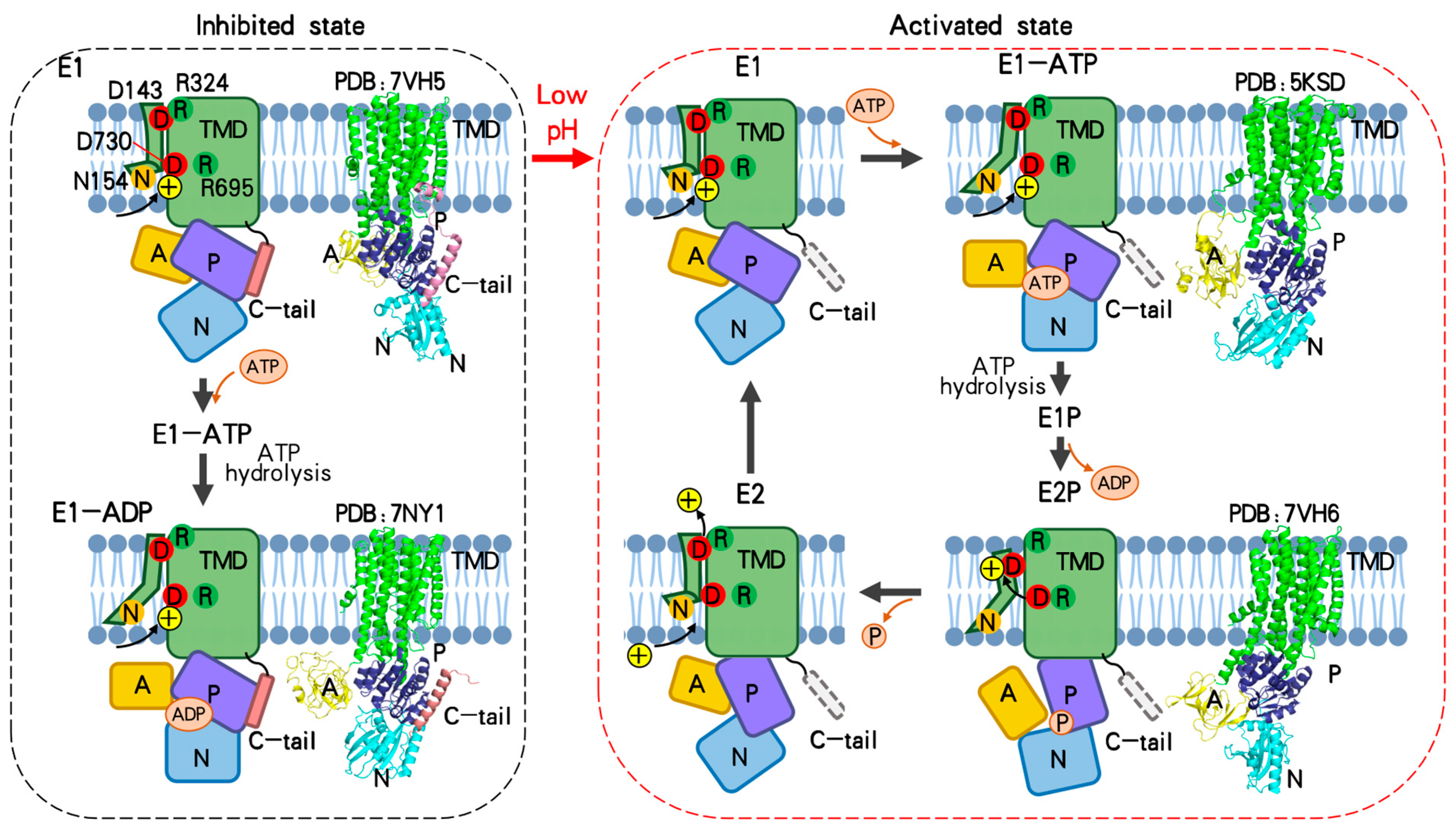 Jof 10 00273 g006 Jof 10 00273 g006
