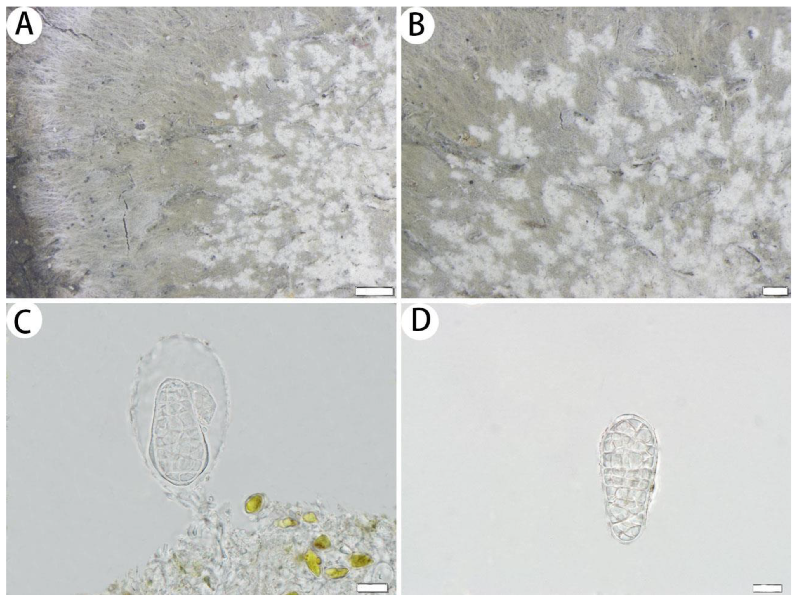 Jof 10 00274 g006 Jof 10 00274 g006
