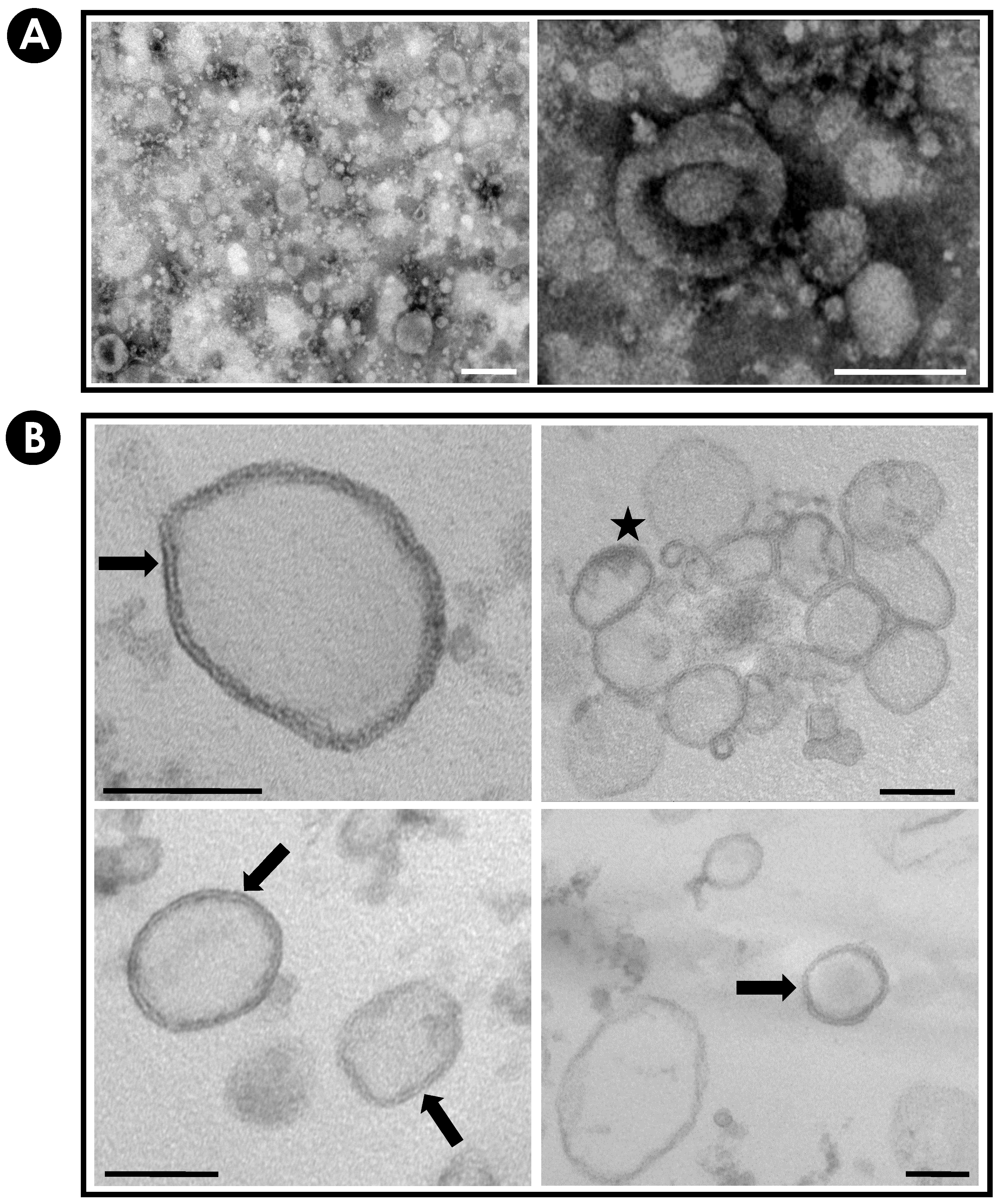 Jof 10 00277 g003 Jof 10 00277 g003