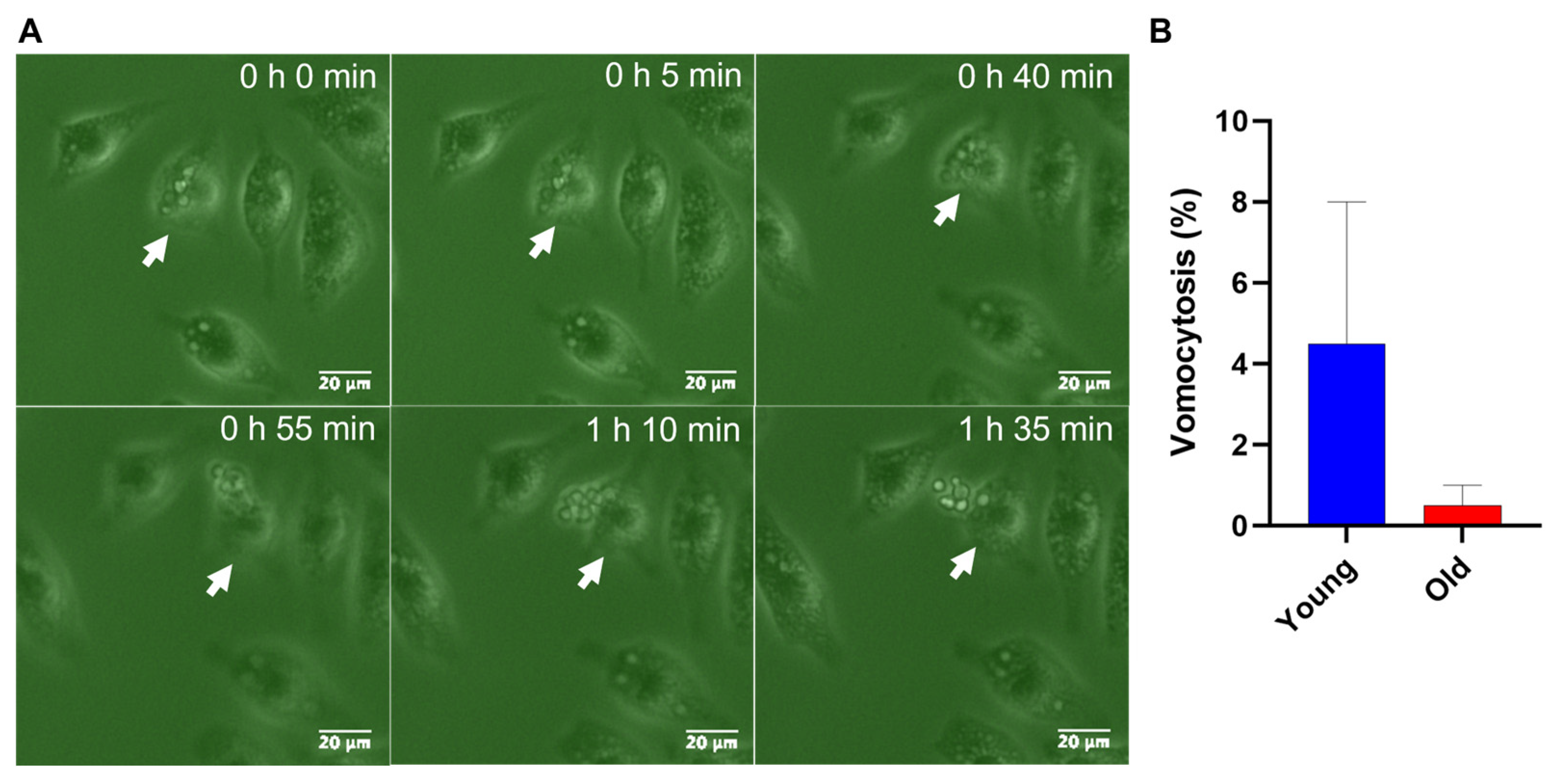 Jof 10 00279 g005 Jof 10 00279 g005
