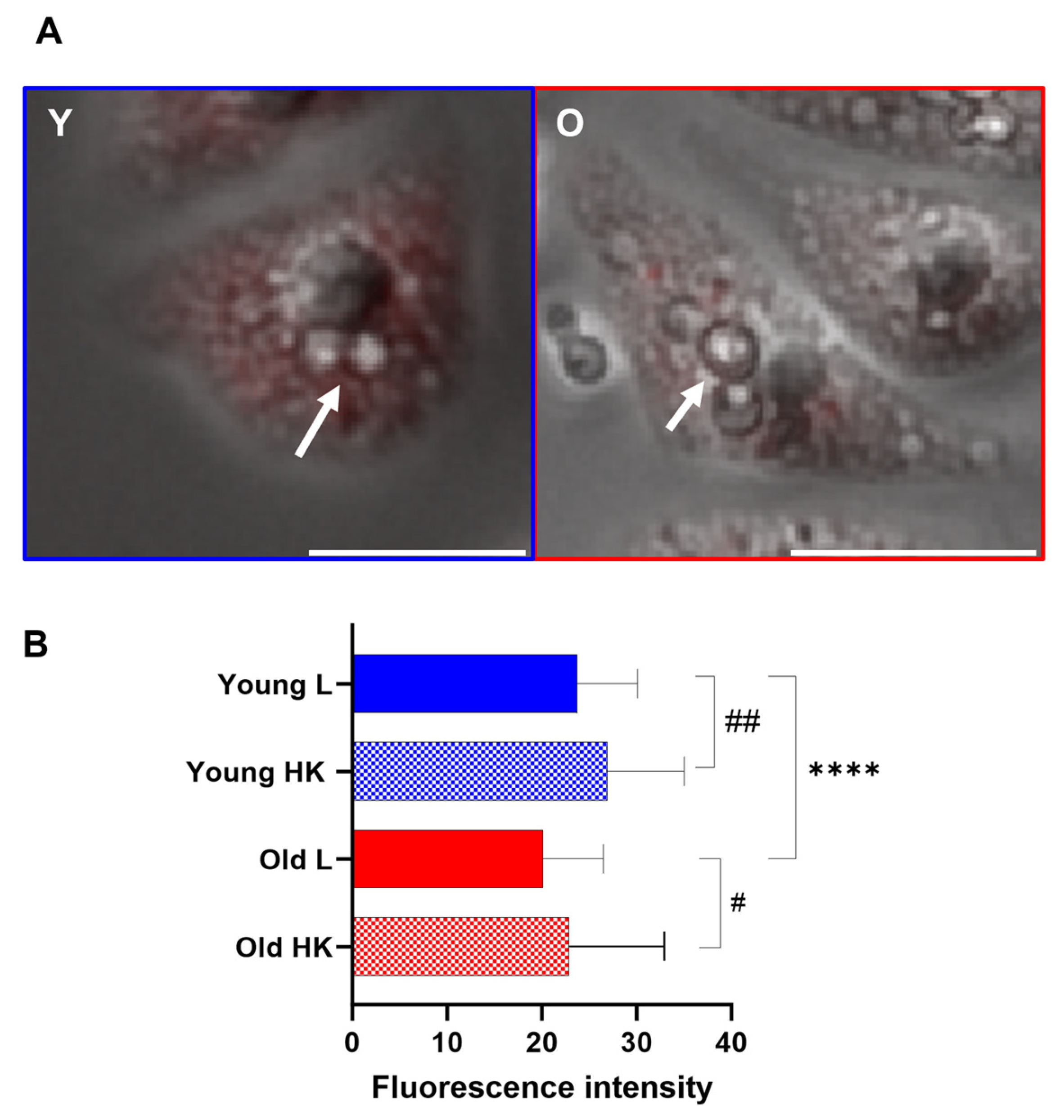Jof 10 00279 g007 Jof 10 00279 g007