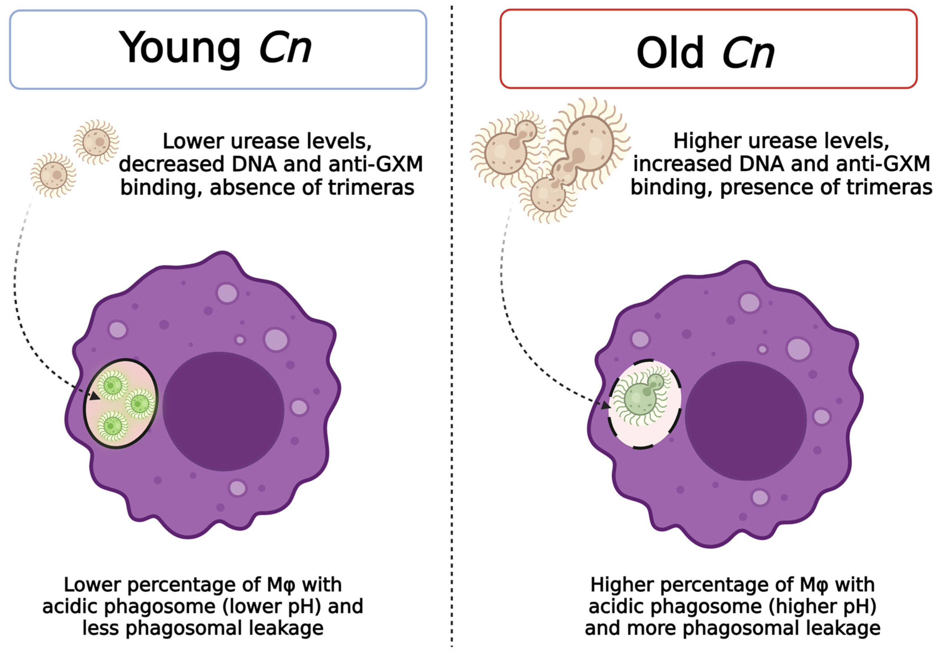 Jof 10 00279 g008 Jof 10 00279 g008