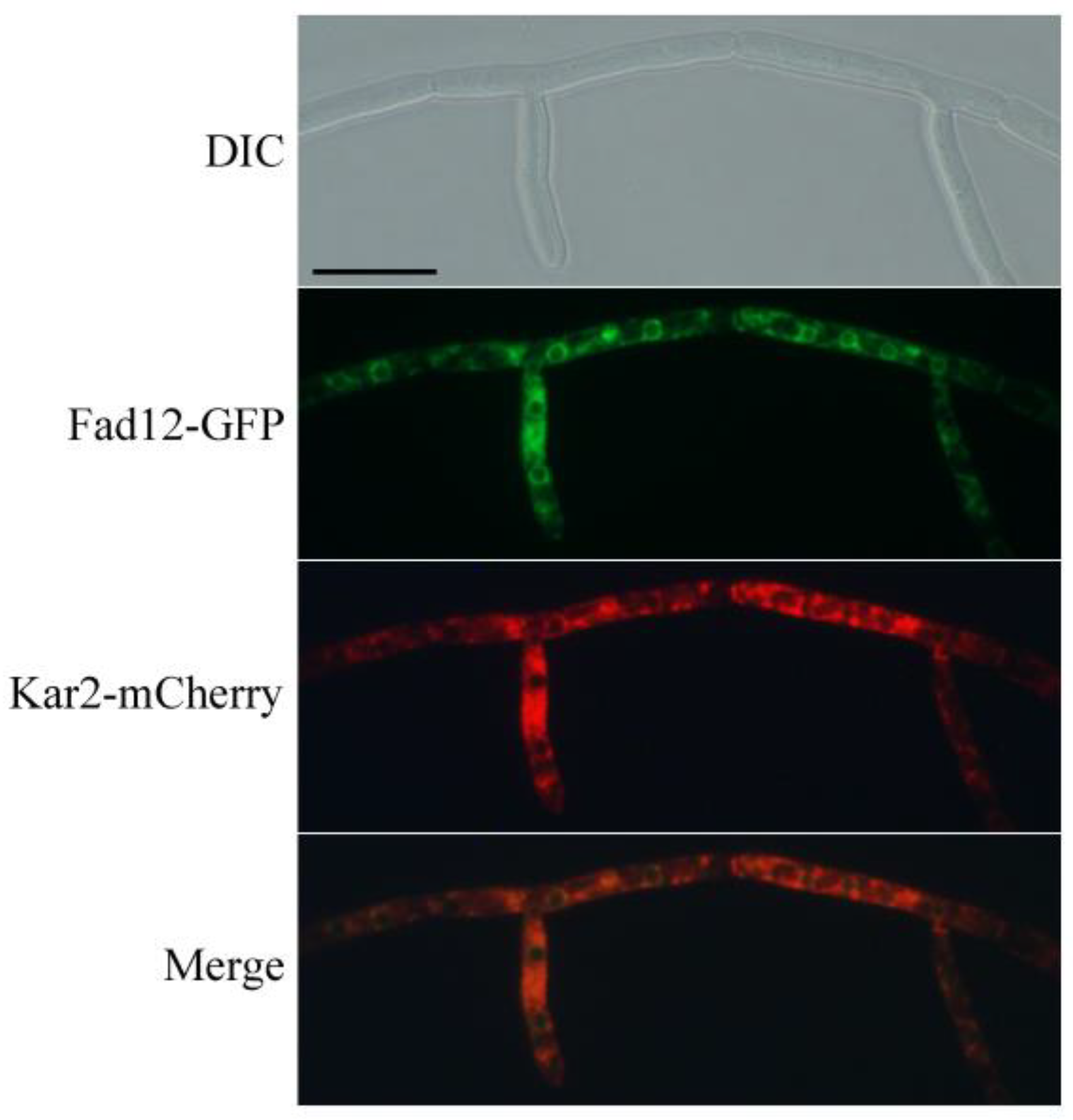 Jof 10 00288 g005 Jof 10 00288 g005