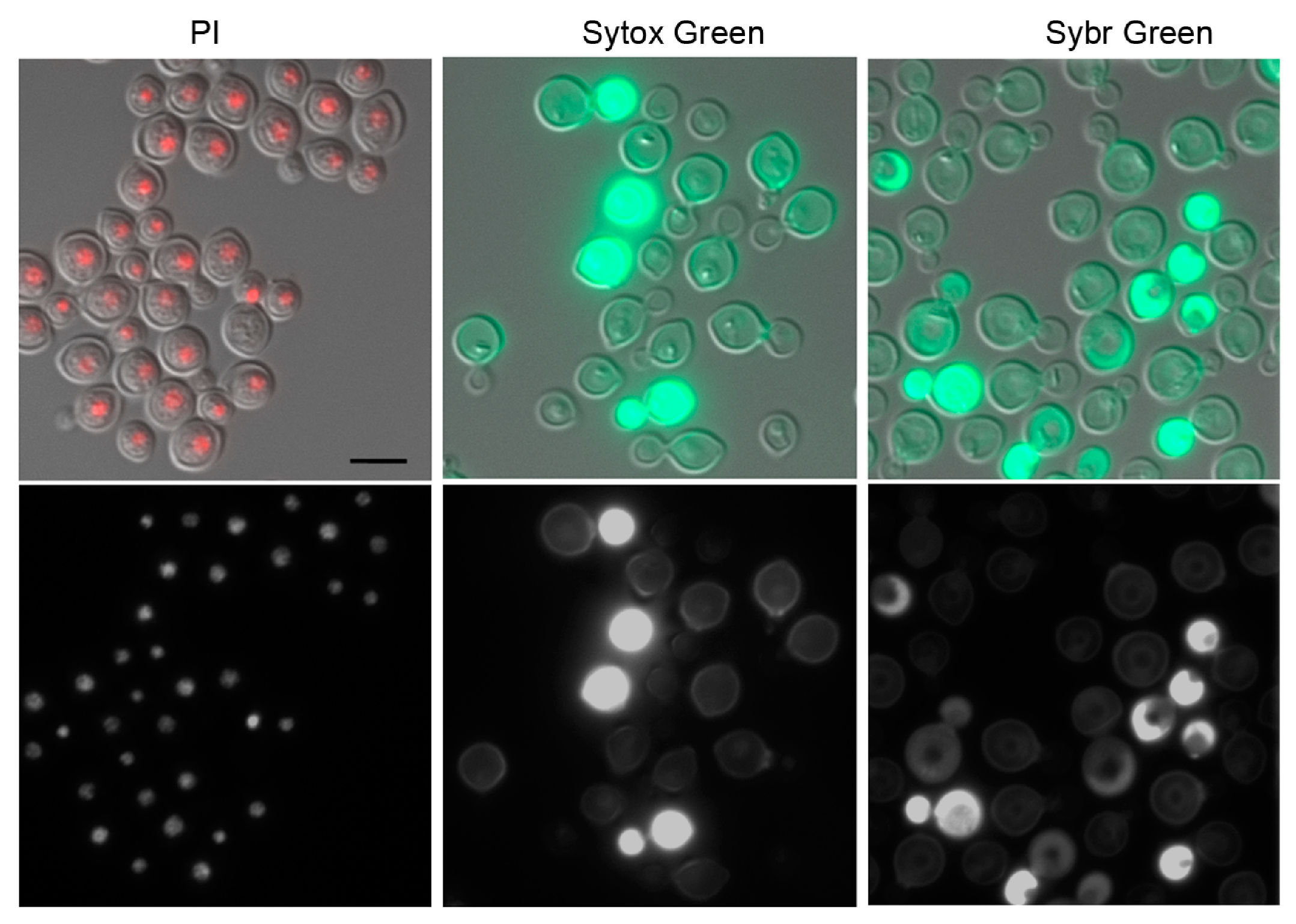 Jof 10 00296 g003 Jof 10 00296 g003
