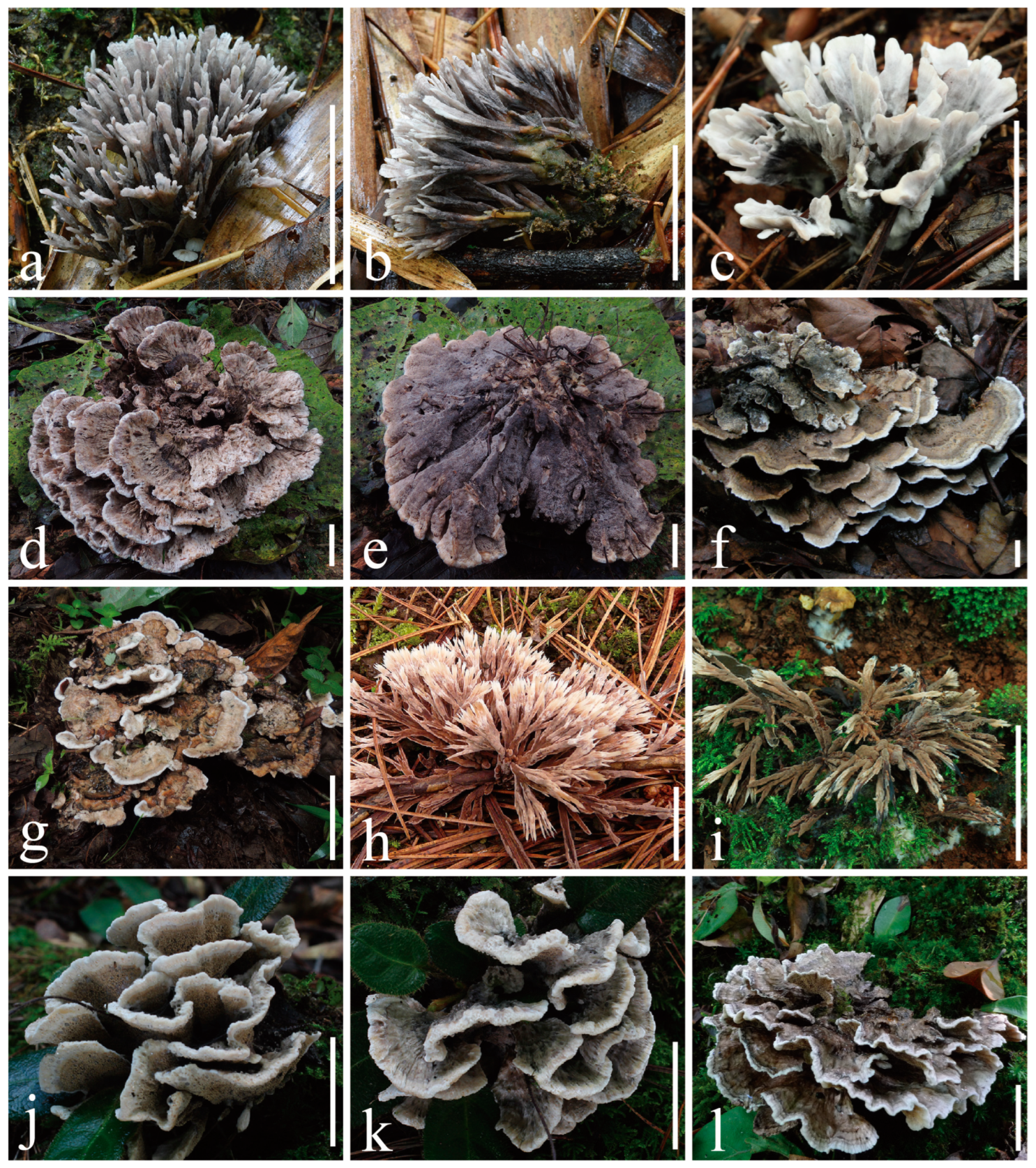 Jof 10 00300 g002 Jof 10 00300 g002