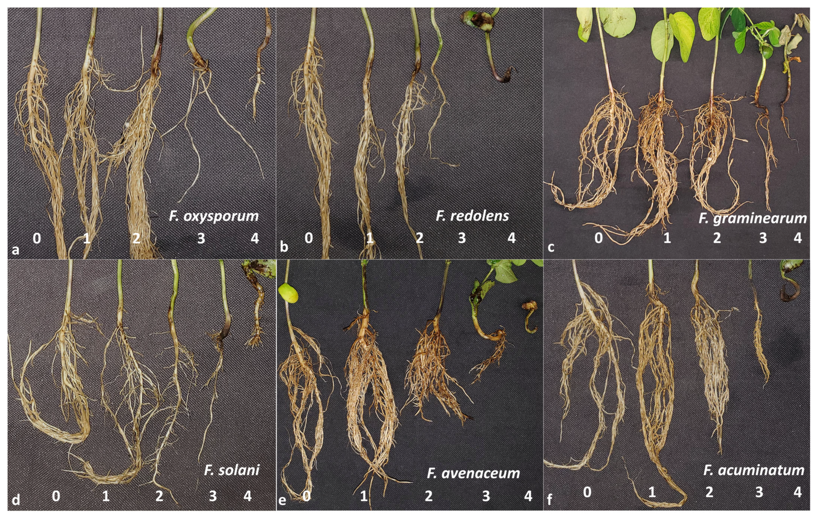 Jof 10 00303 g001 Jof 10 00303 g001