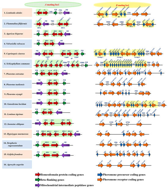 Current Advances in the Functional Genes of Edible and