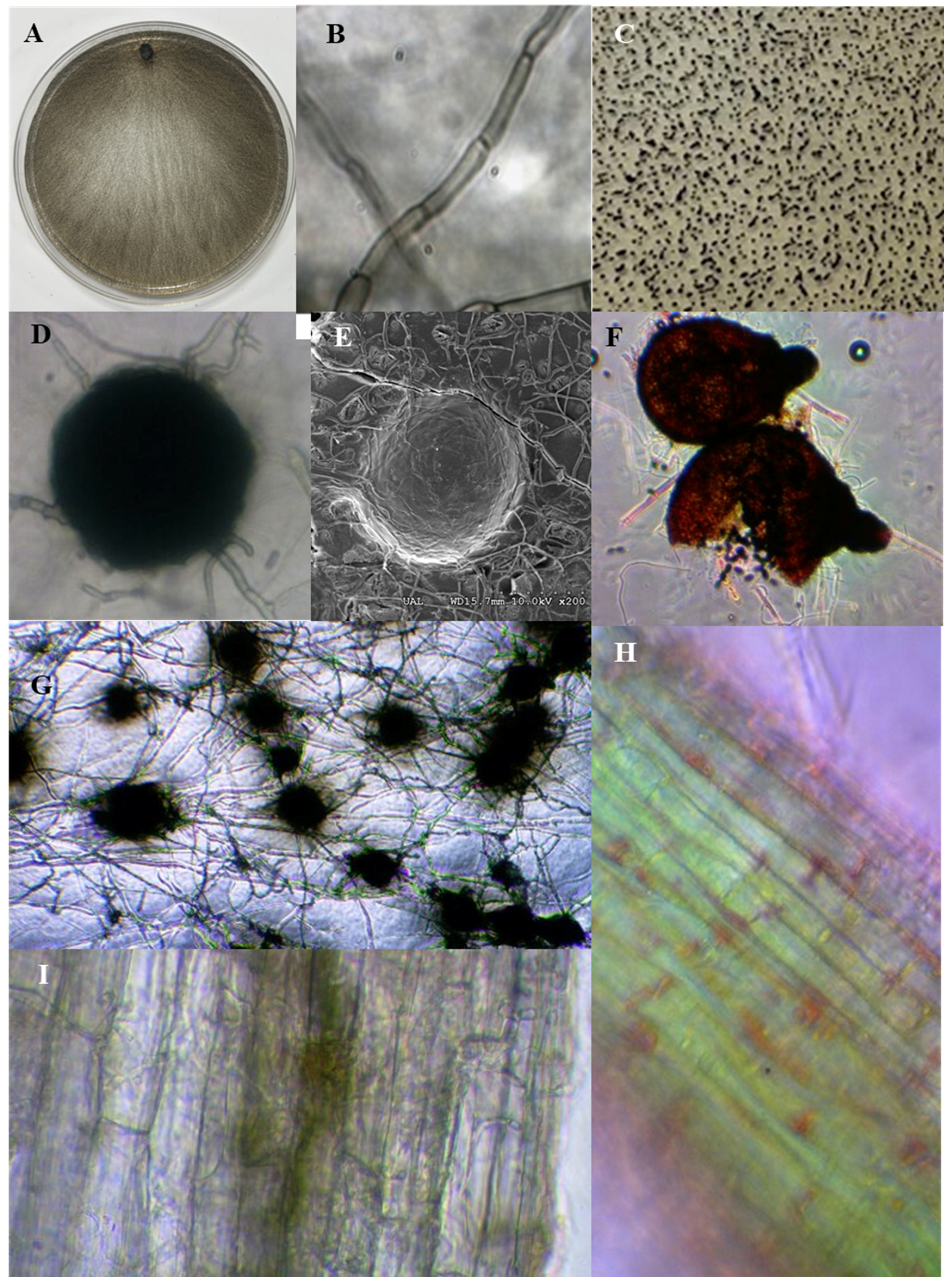 Jof 10 00329 g001 Jof 10 00329 g001