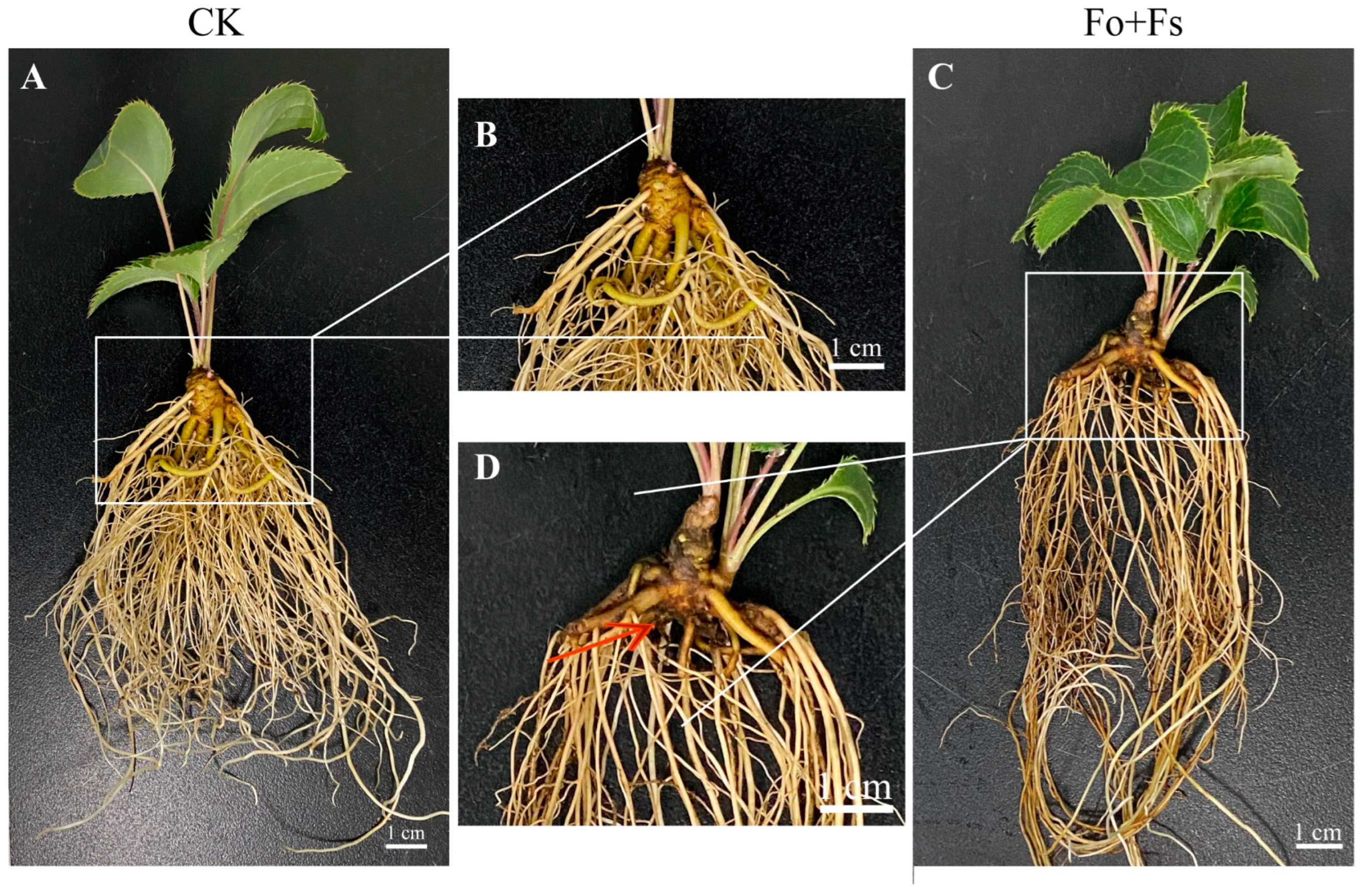 Integrated endogenous hormones and transcriptome analysis