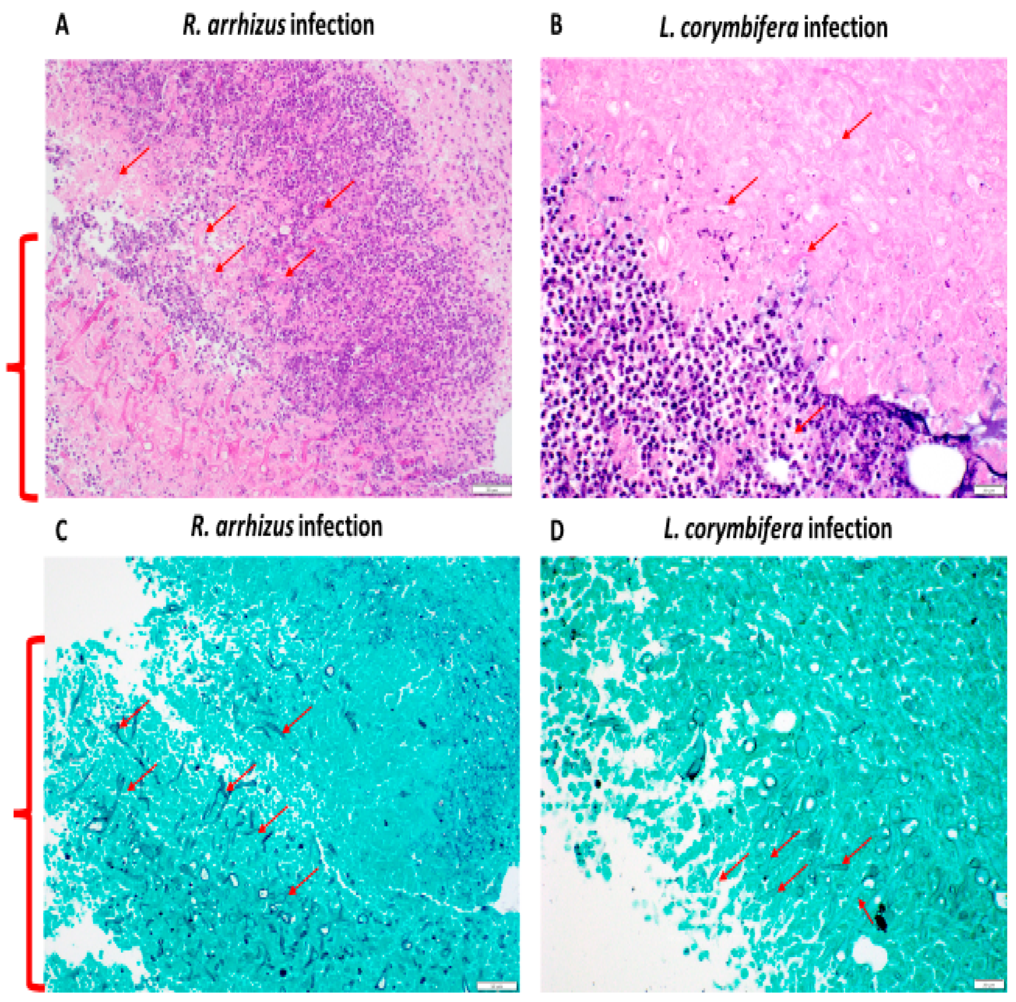 Jof 10 00364 g003 Jof 10 00364 g003
