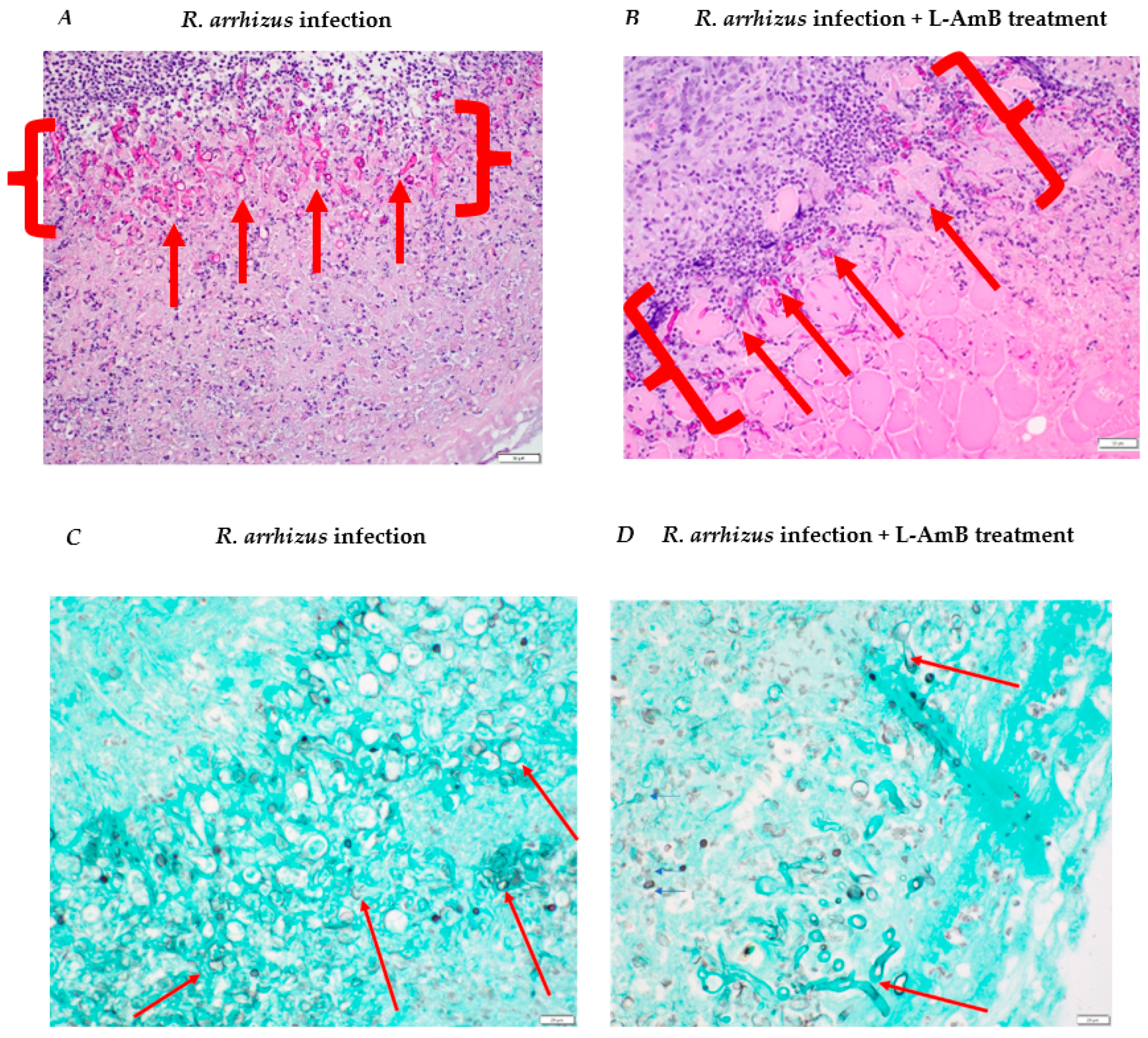 Jof 10 00364 g005 Jof 10 00364 g005