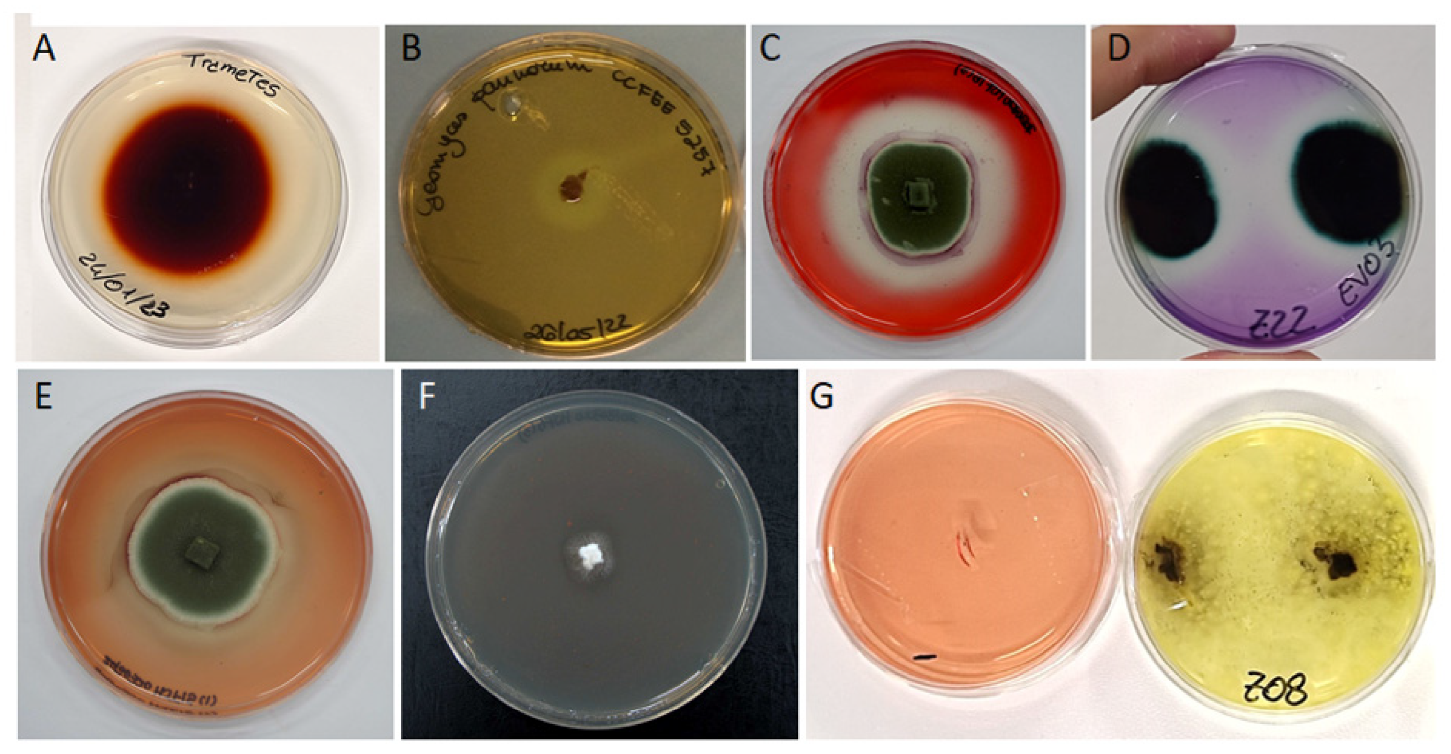 Jof 10 00366 g011 Jof 10 00366 g011