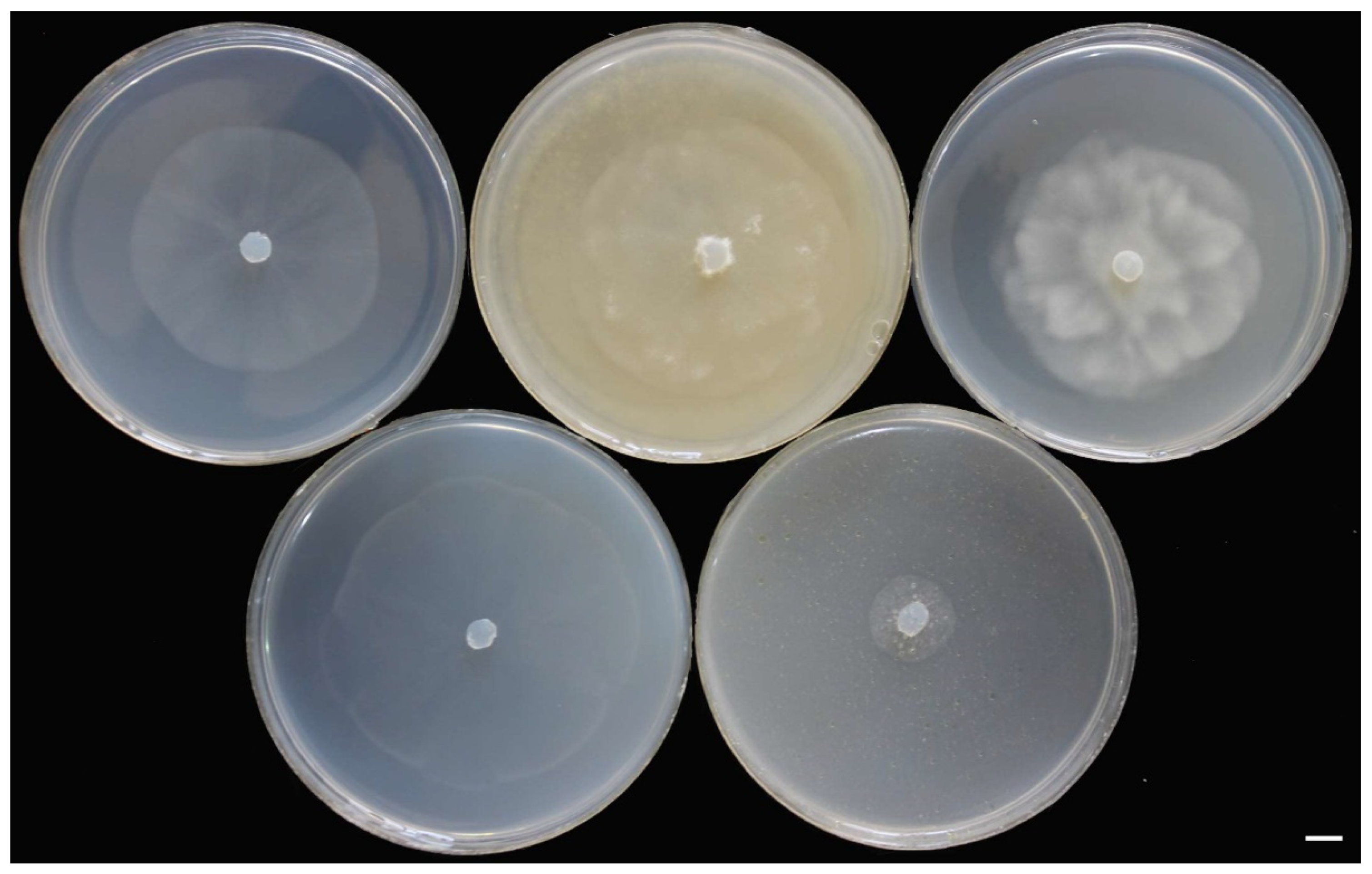 Jof 10 00405 g007 Jof 10 00405 g007