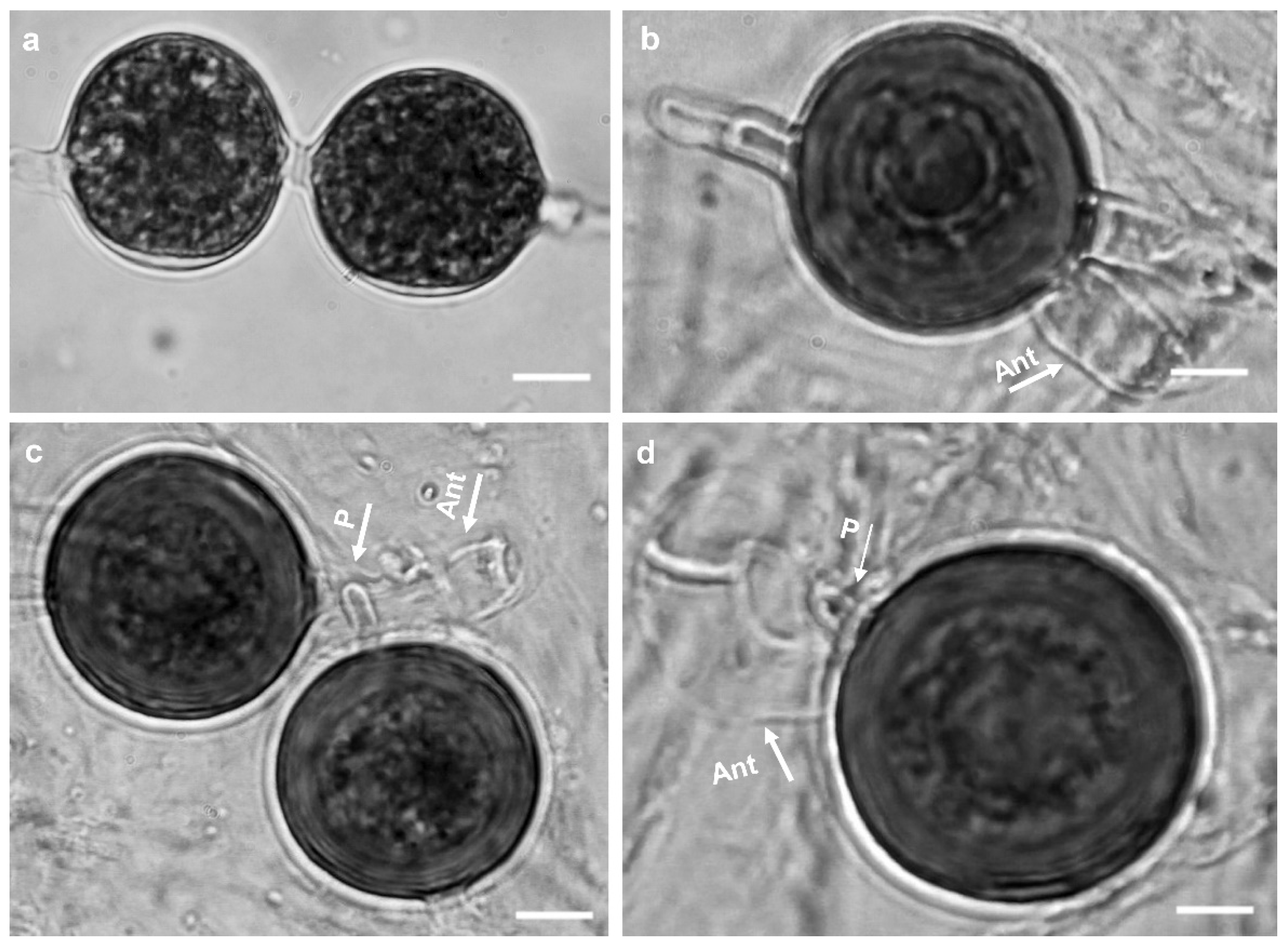 Jof 10 00405 g008 Jof 10 00405 g008