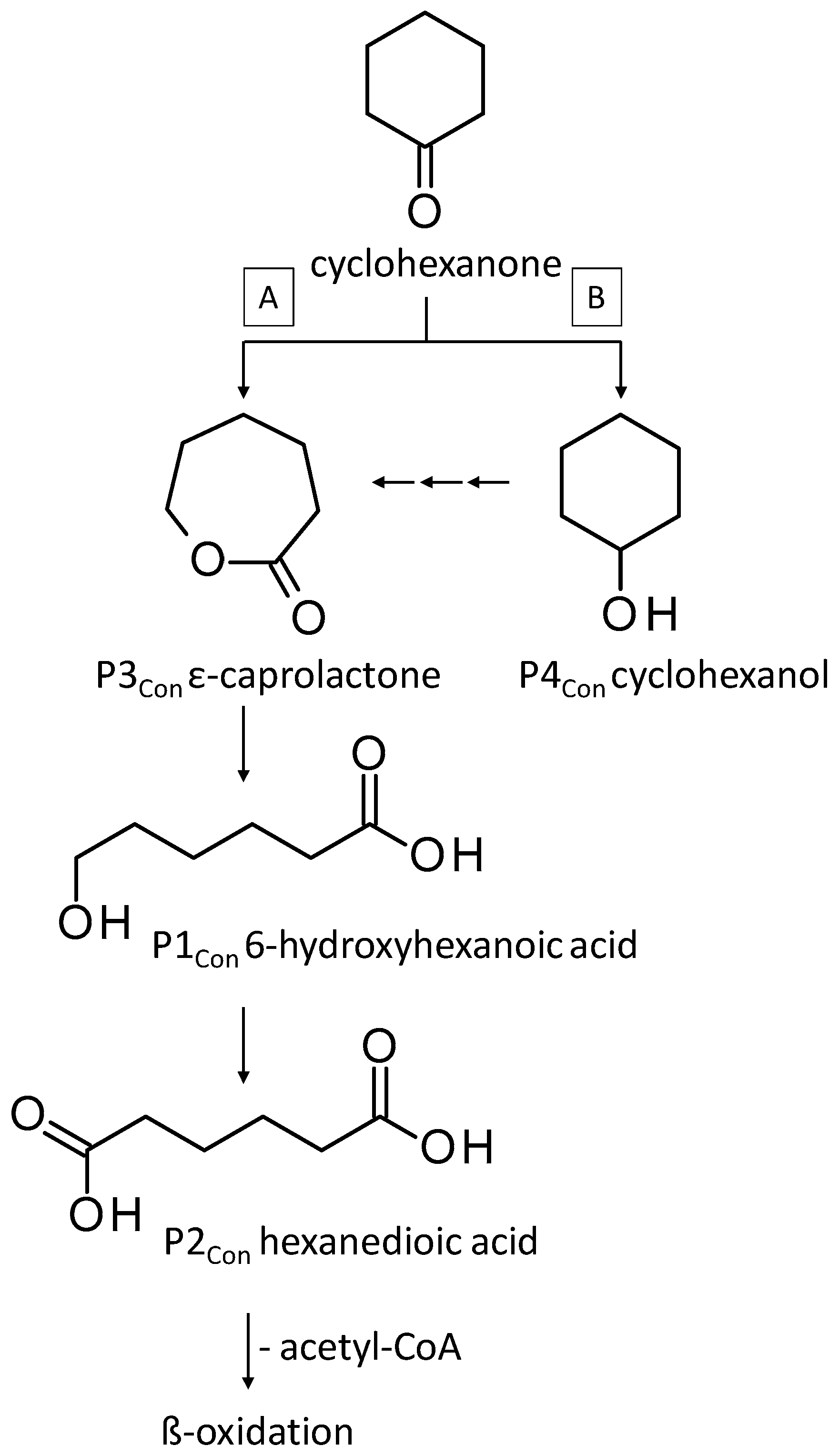 Jof 10 00436 g007 Jof 10 00436 g007
