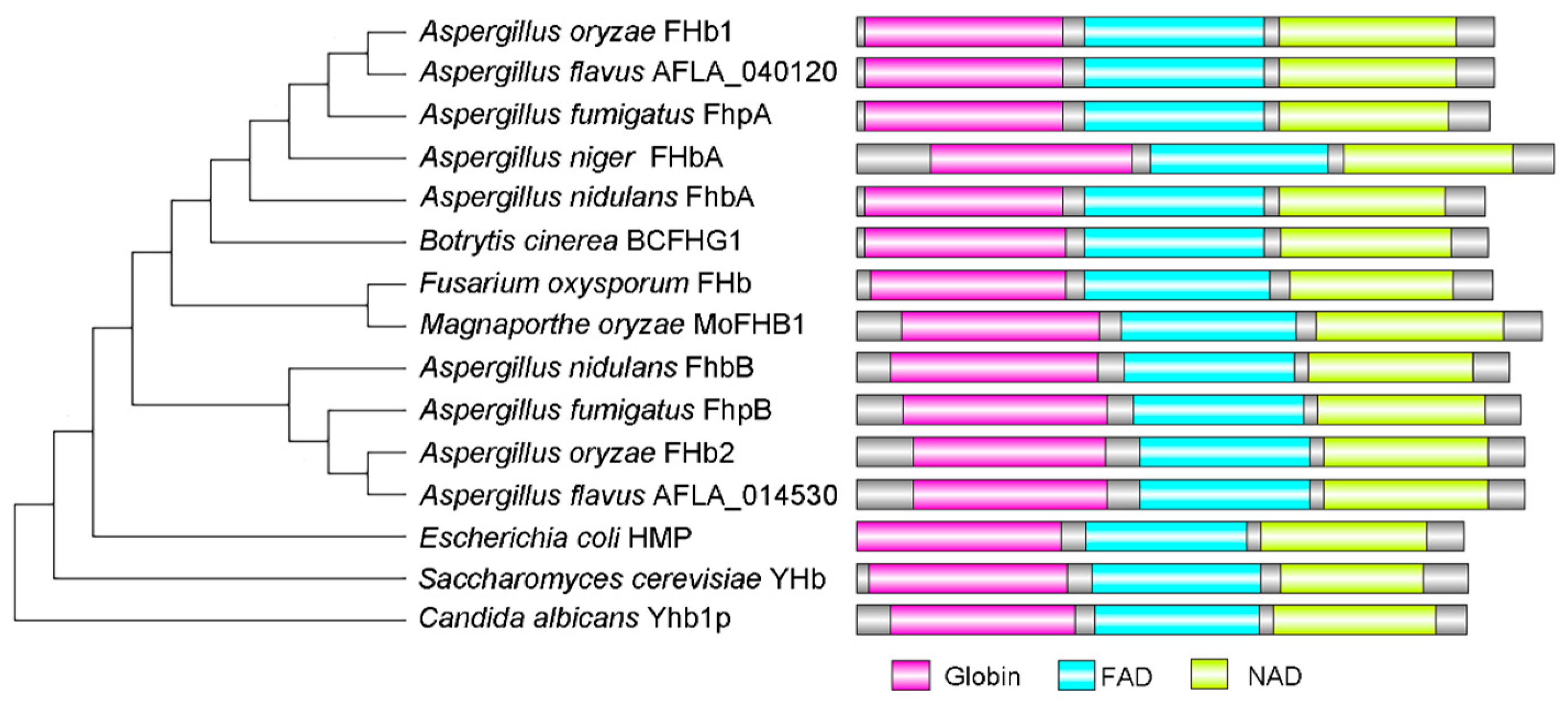 Jof 10 00437 g002 Jof 10 00437 g002