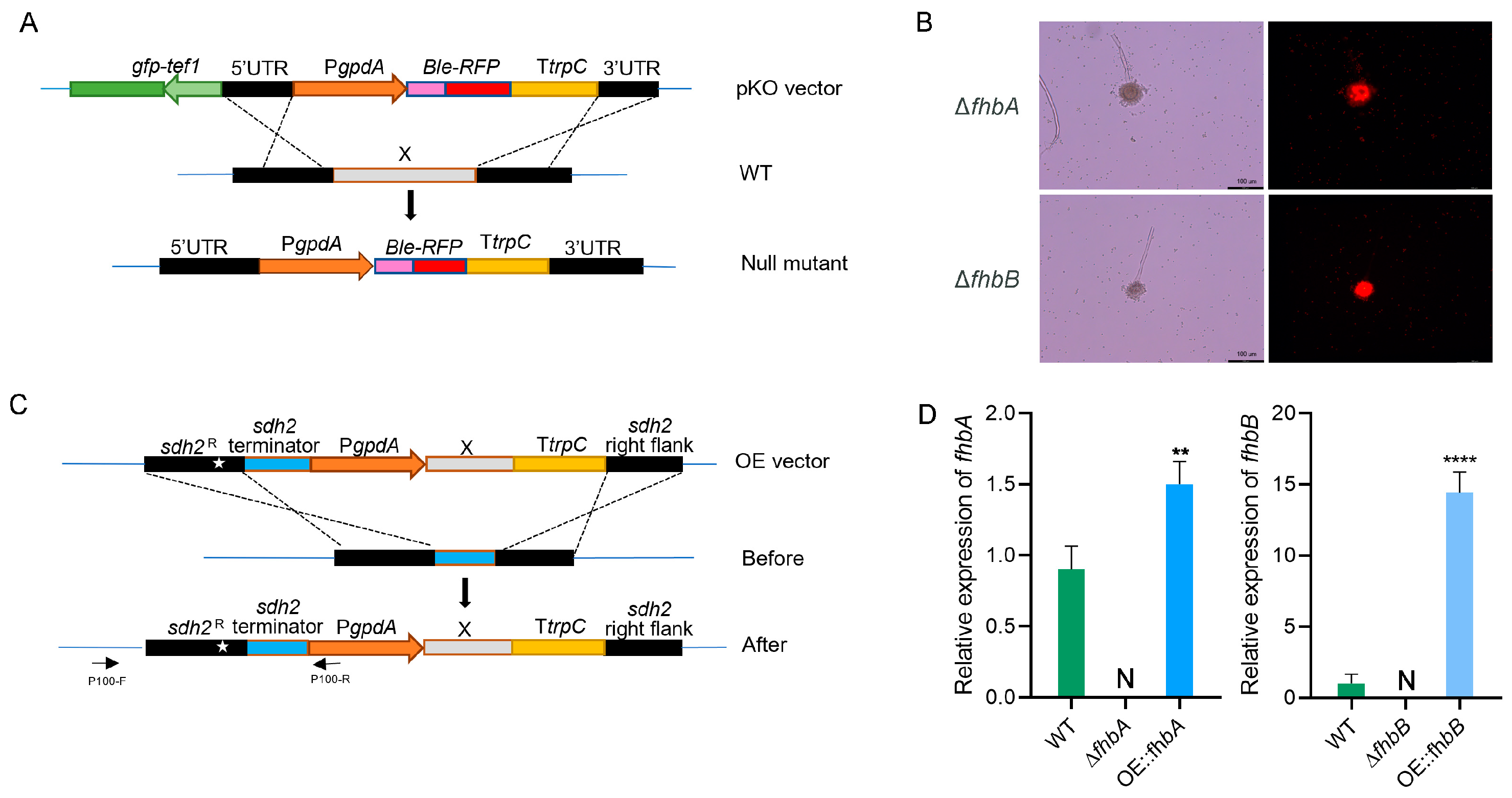 Jof 10 00437 g003 Jof 10 00437 g003