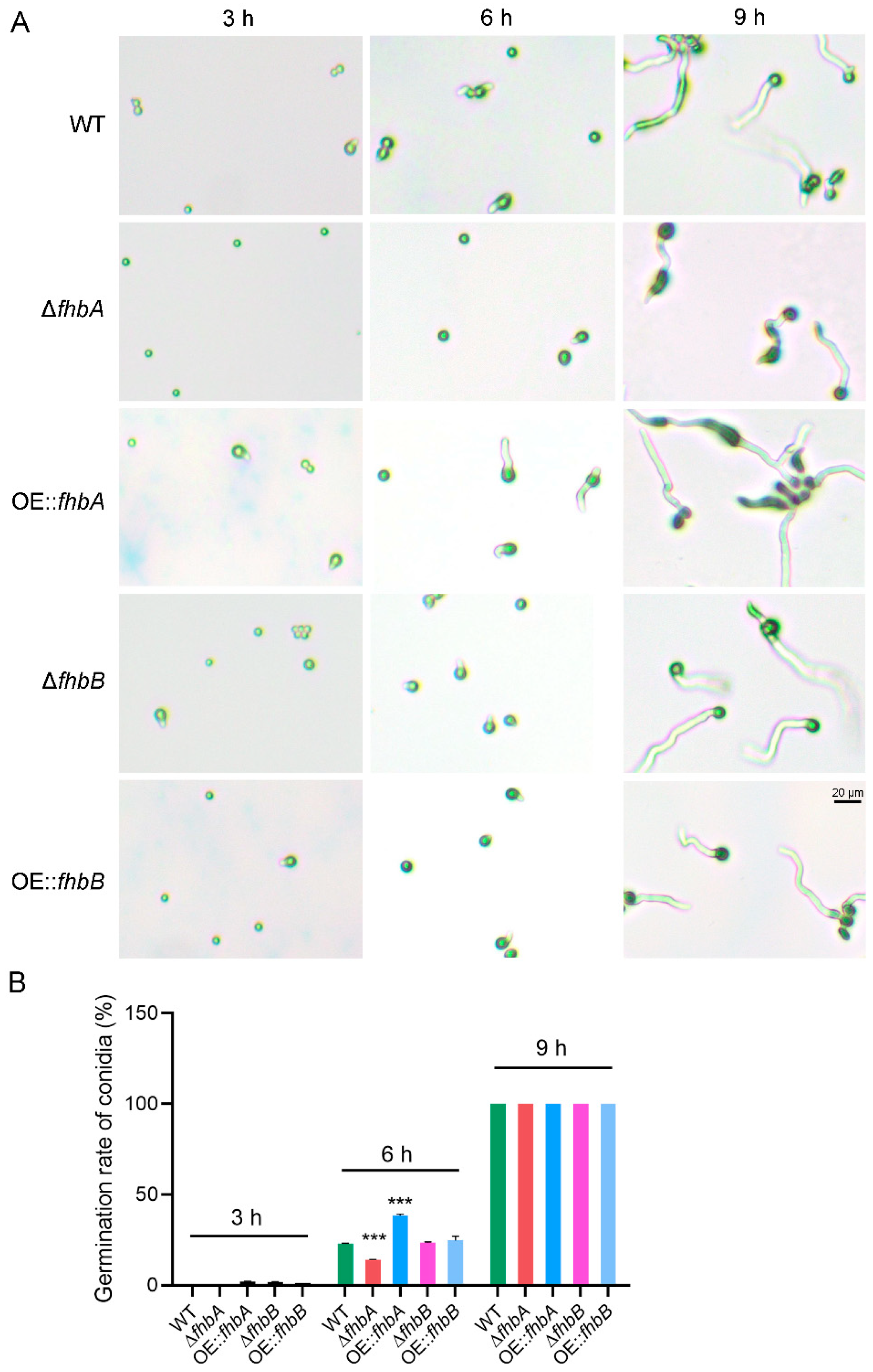 Jof 10 00437 g008 Jof 10 00437 g008