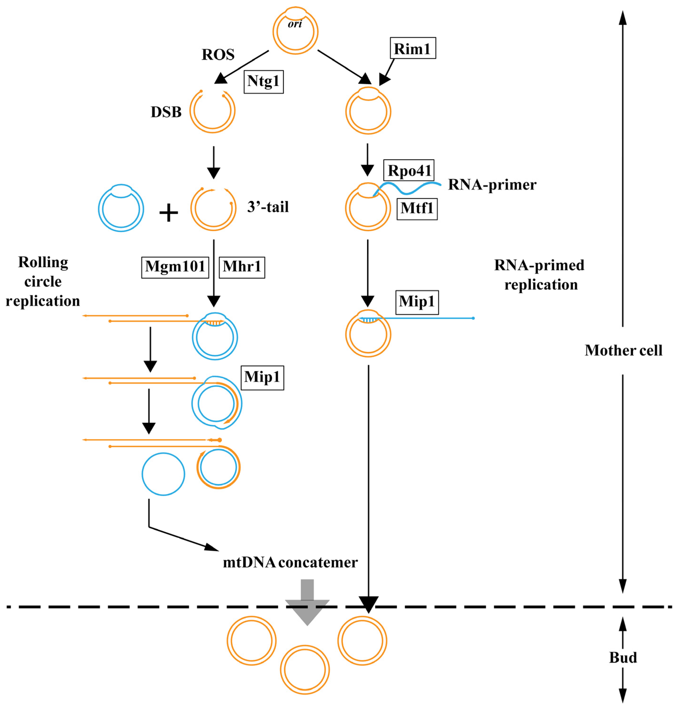 Jof 10 00441 g001 Jof 10 00441 g001