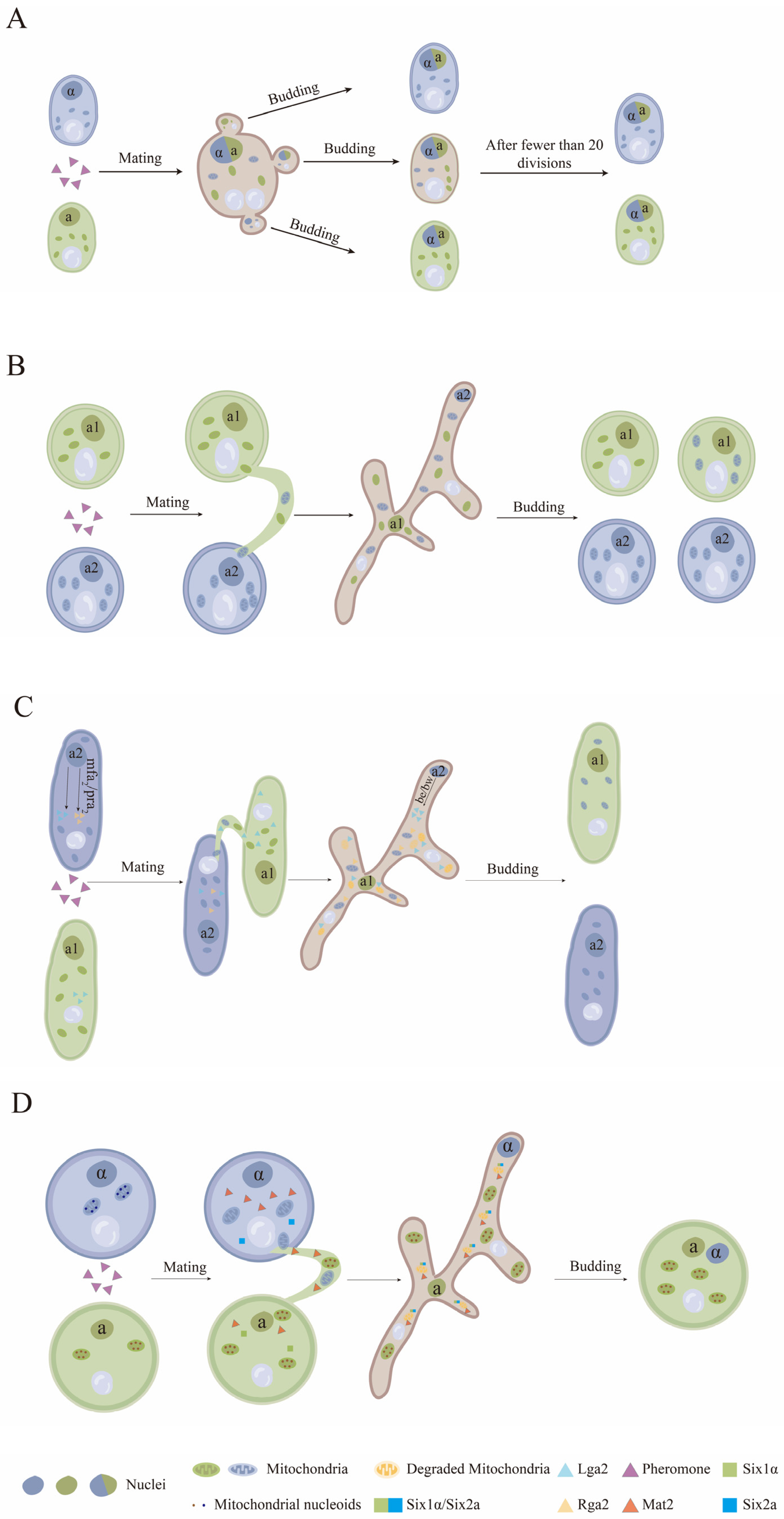 Jof 10 00441 g002 Jof 10 00441 g002