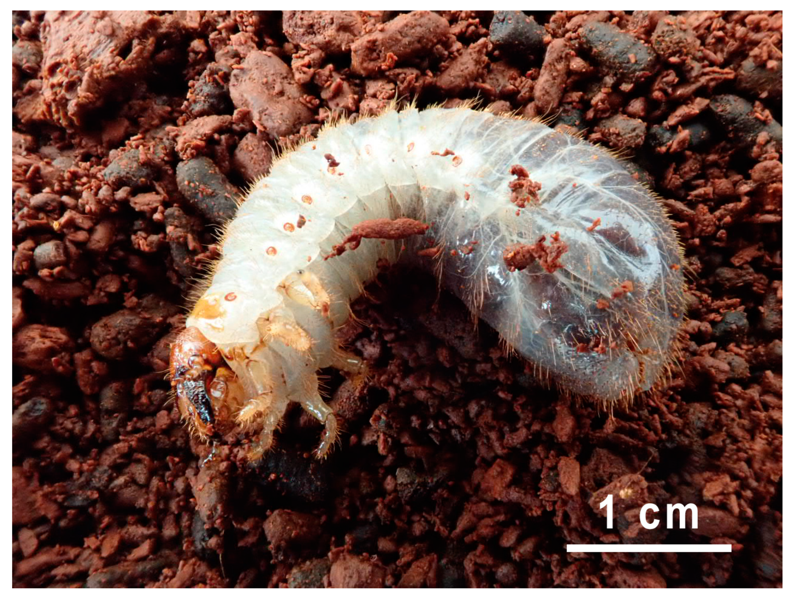 Jof 10 00442 g001 Jof 10 00442 g001