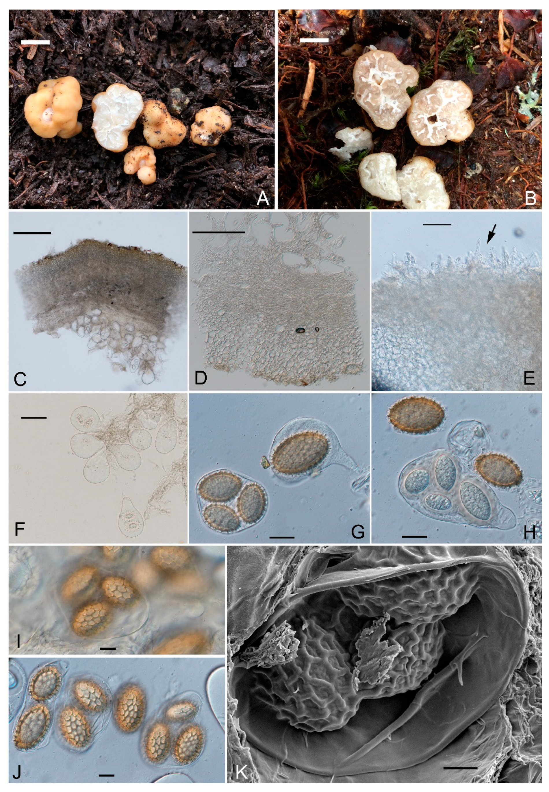 Jof 10 00453 g003 Jof 10 00453 g003