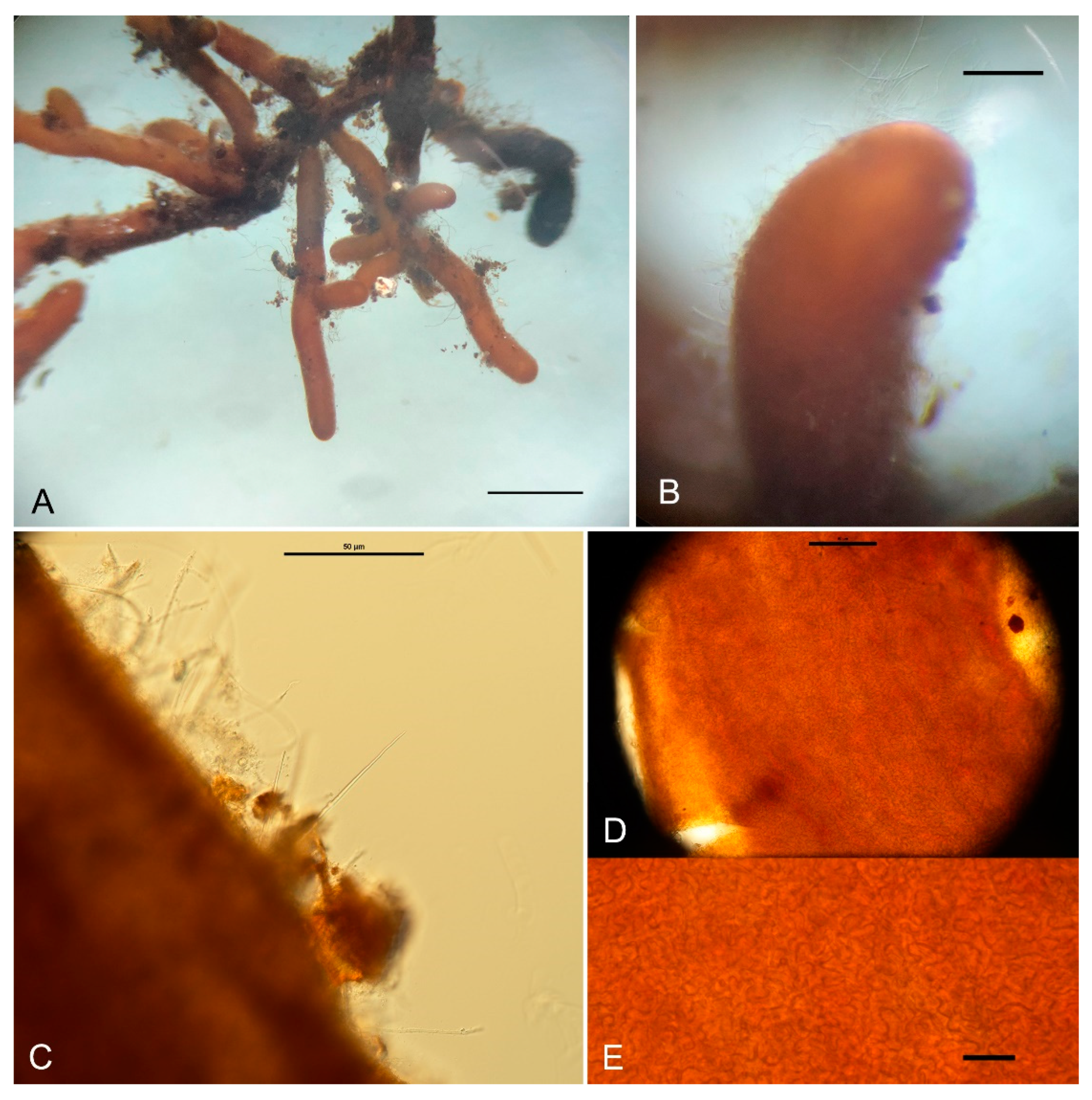 Jof 10 00453 g004 Jof 10 00453 g004