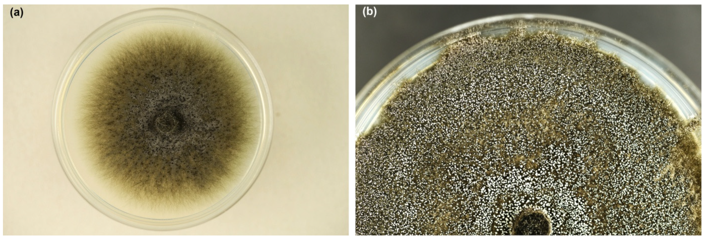 Jof 10 00465 g003 Jof 10 00465 g003