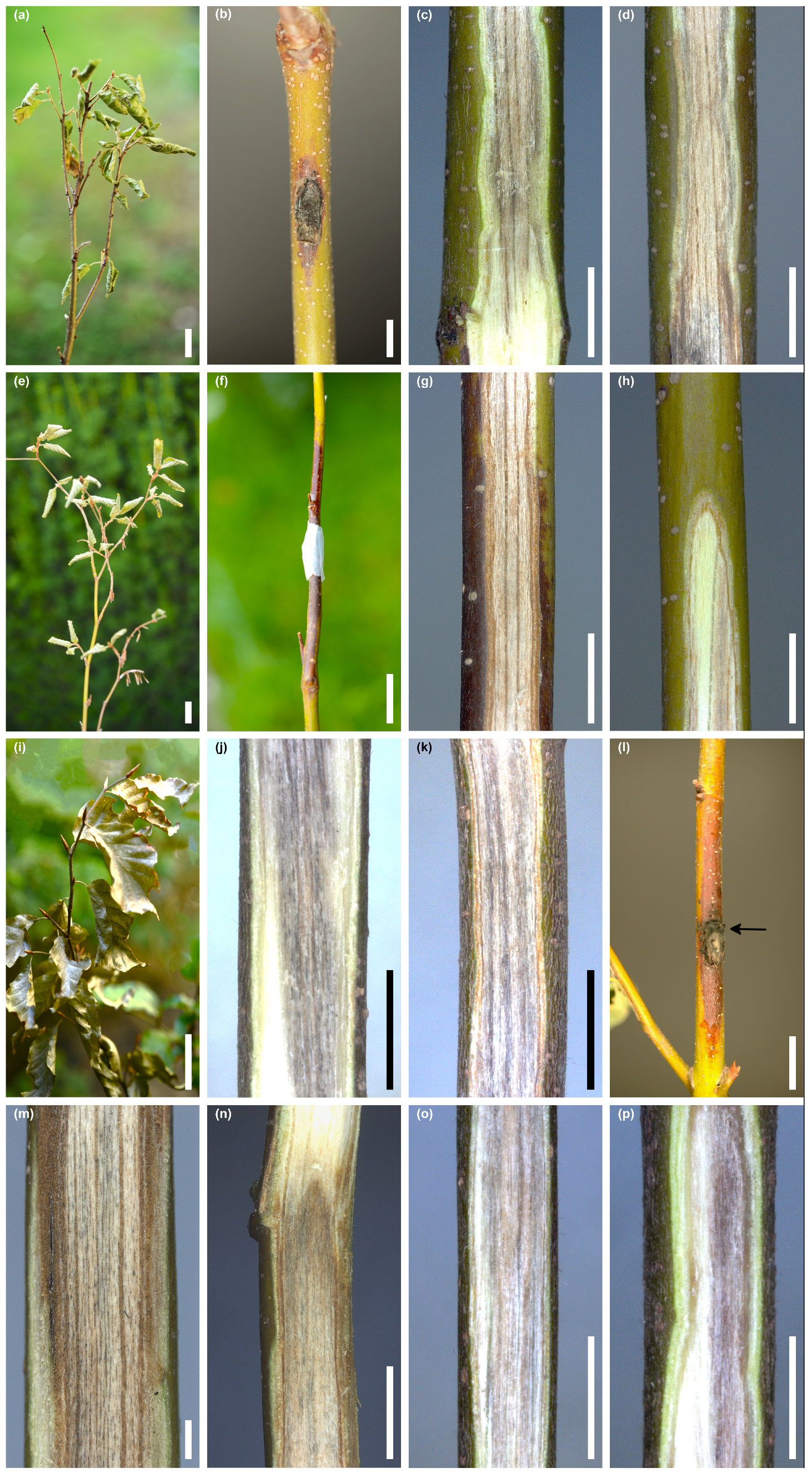 Jof 10 00465 g008 Jof 10 00465 g008