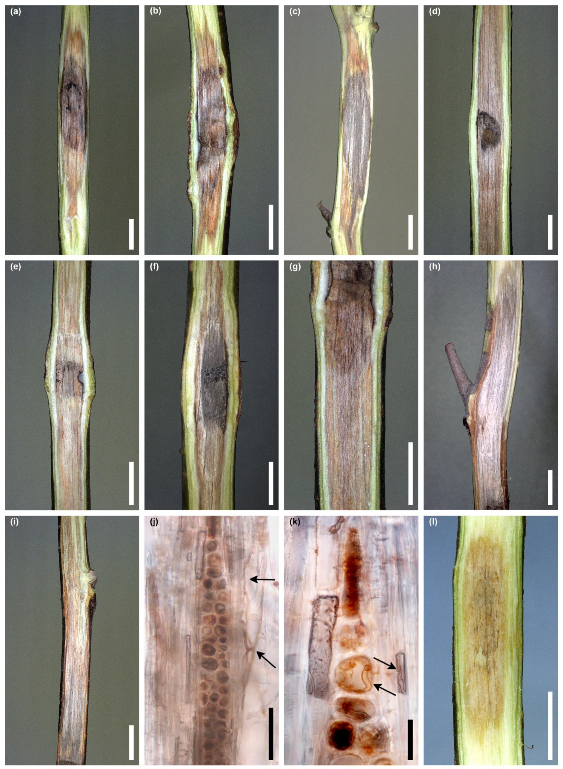 Jof 10 00465 g009 Jof 10 00465 g009