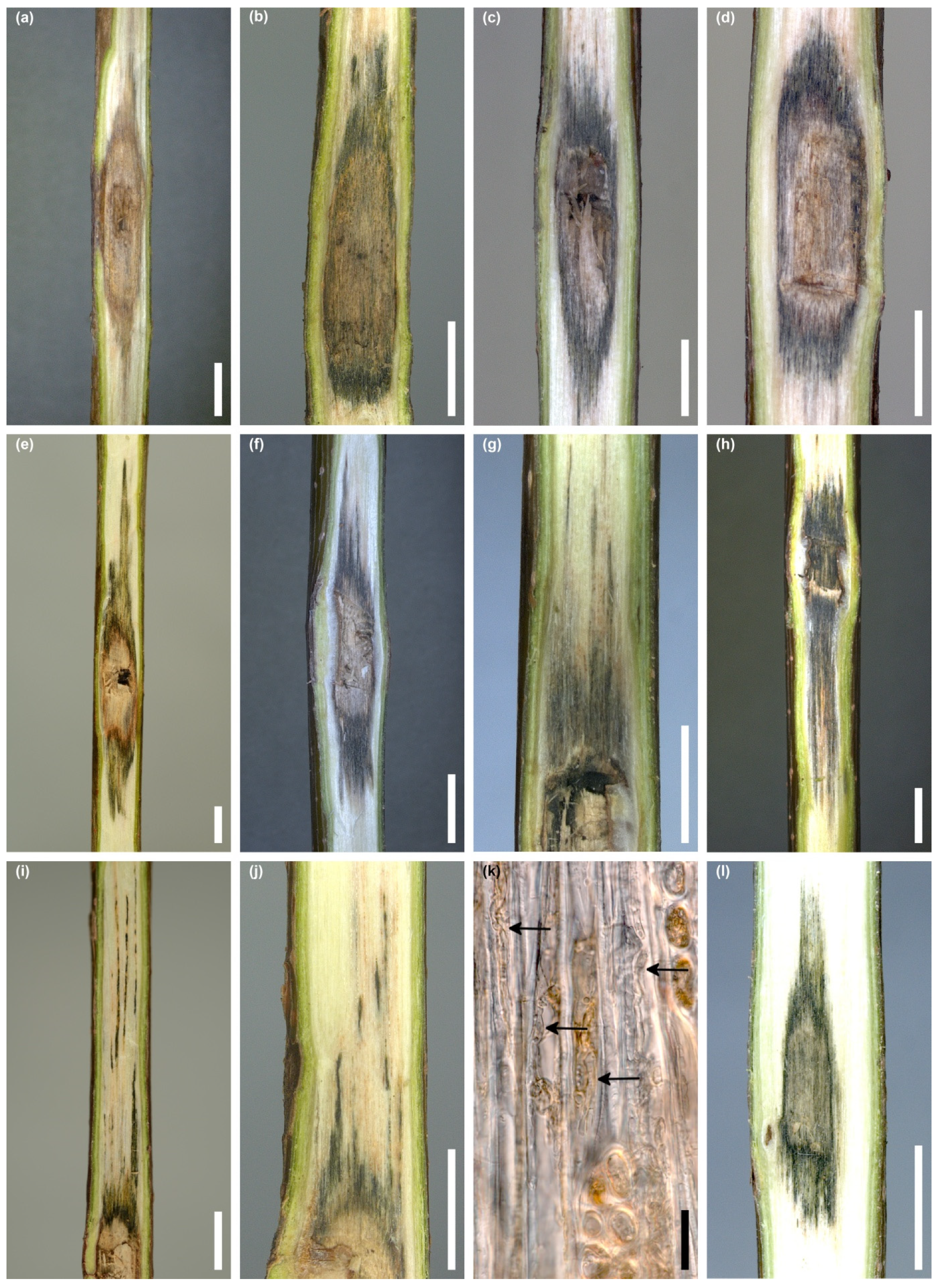 Jof 10 00465 g010 Jof 10 00465 g010