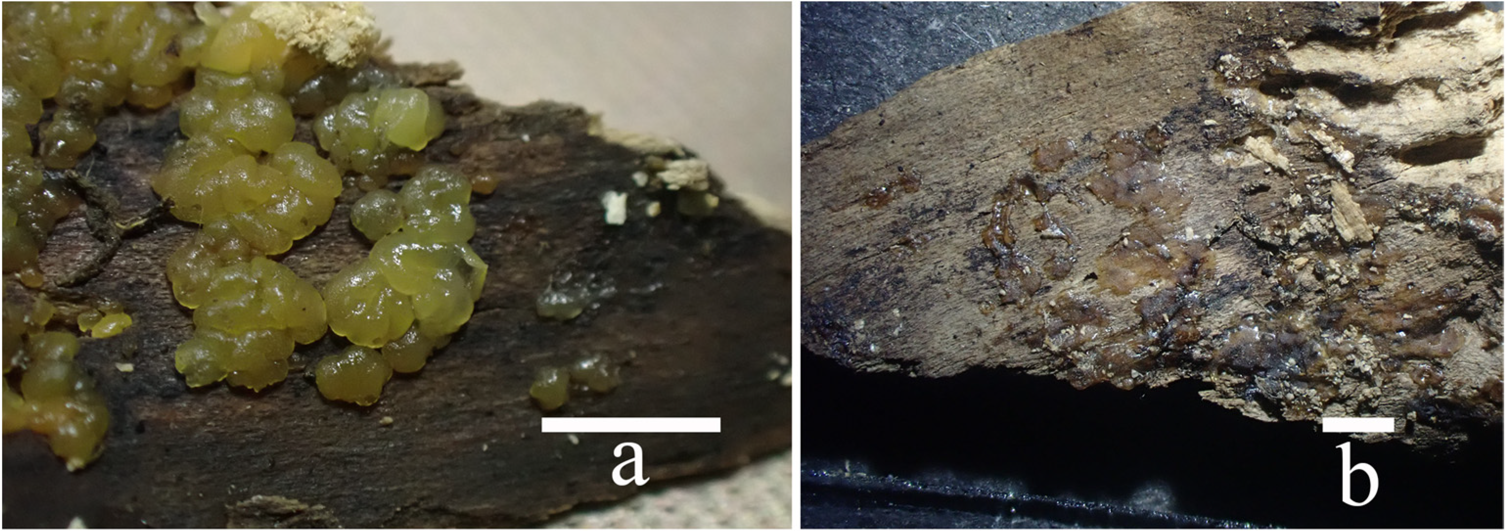 Jof 10 00480 g007 Jof 10 00480 g007