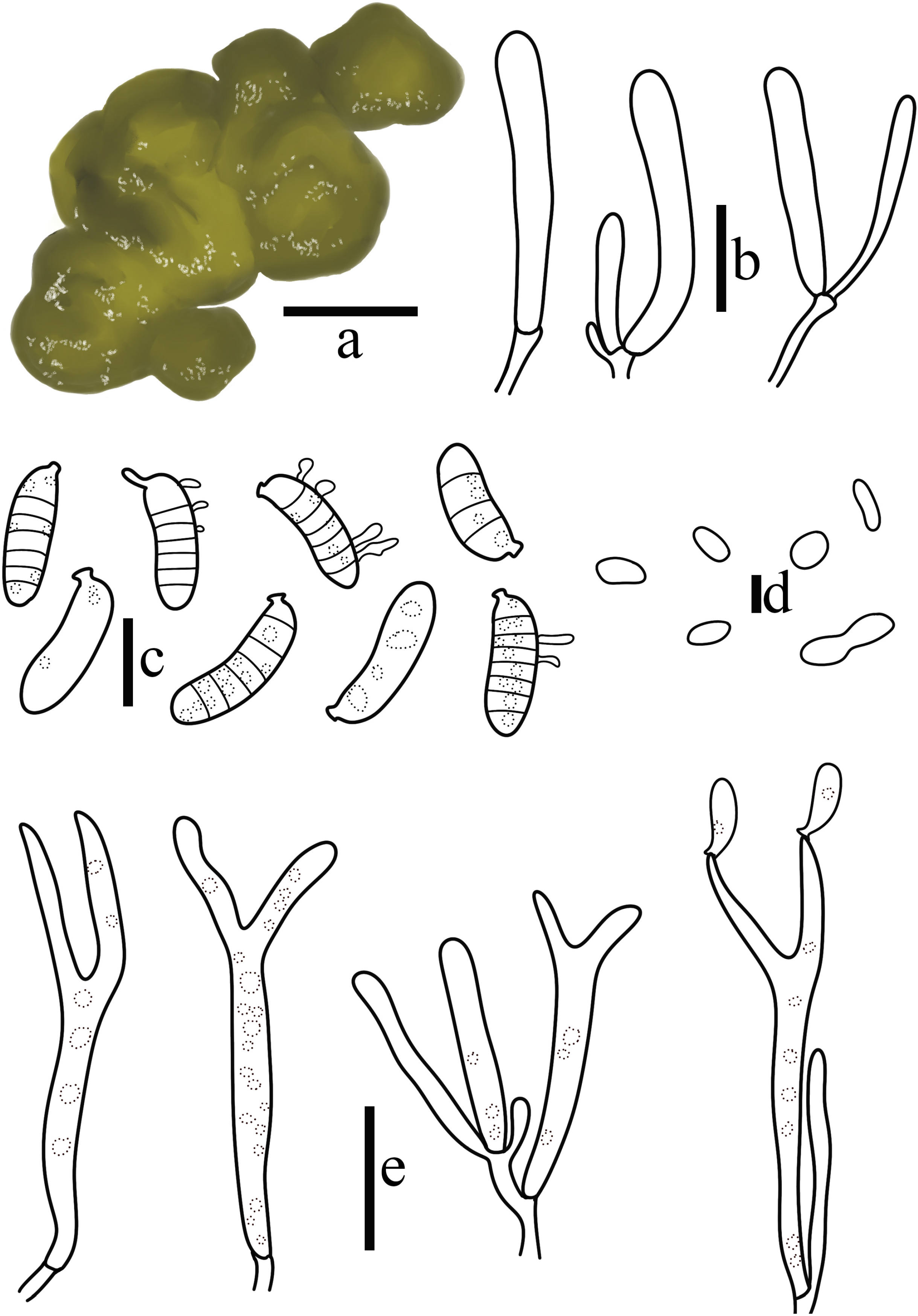 Jof 10 00480 g008 Jof 10 00480 g008