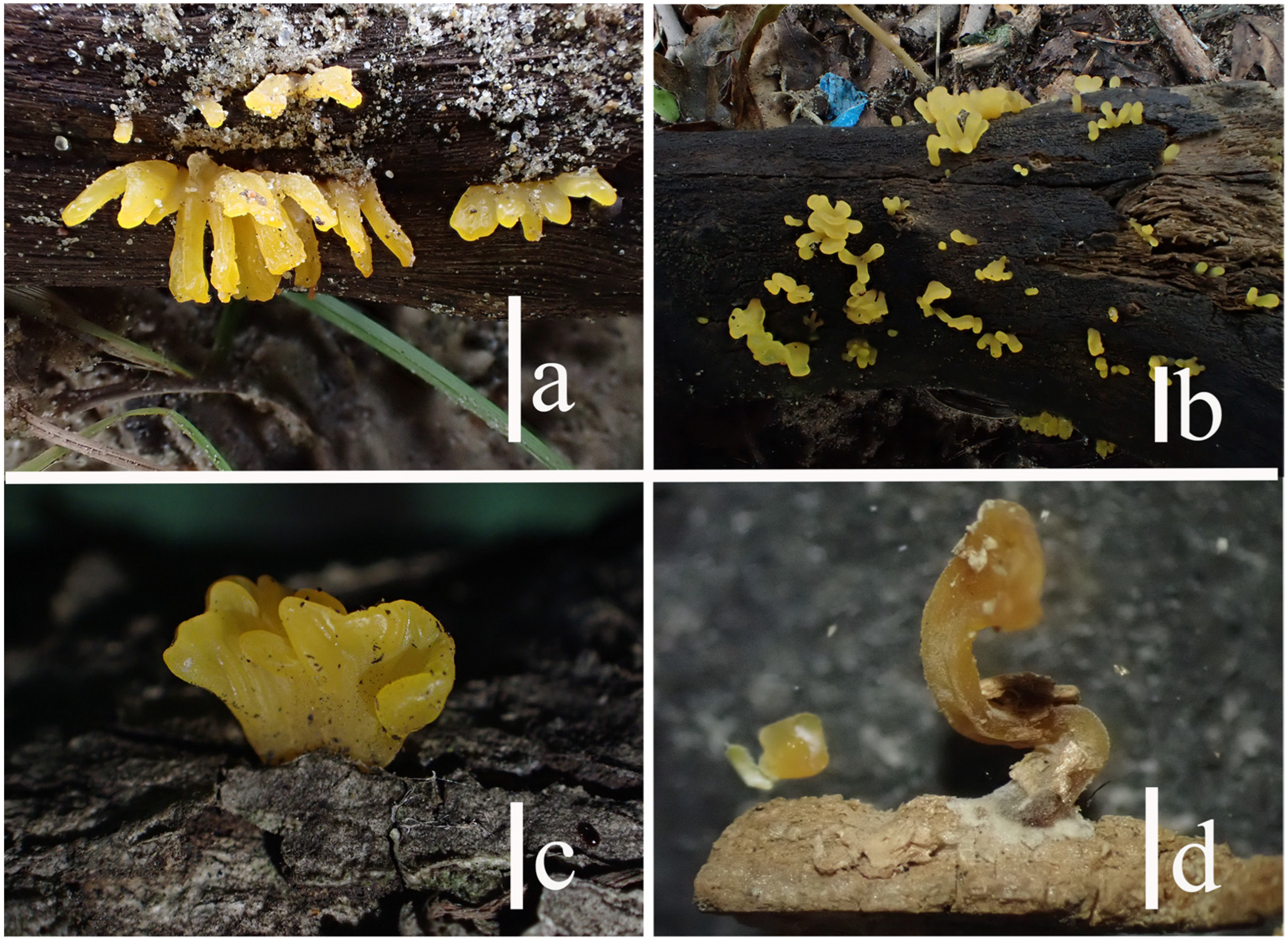 Jof 10 00480 g009 Jof 10 00480 g009